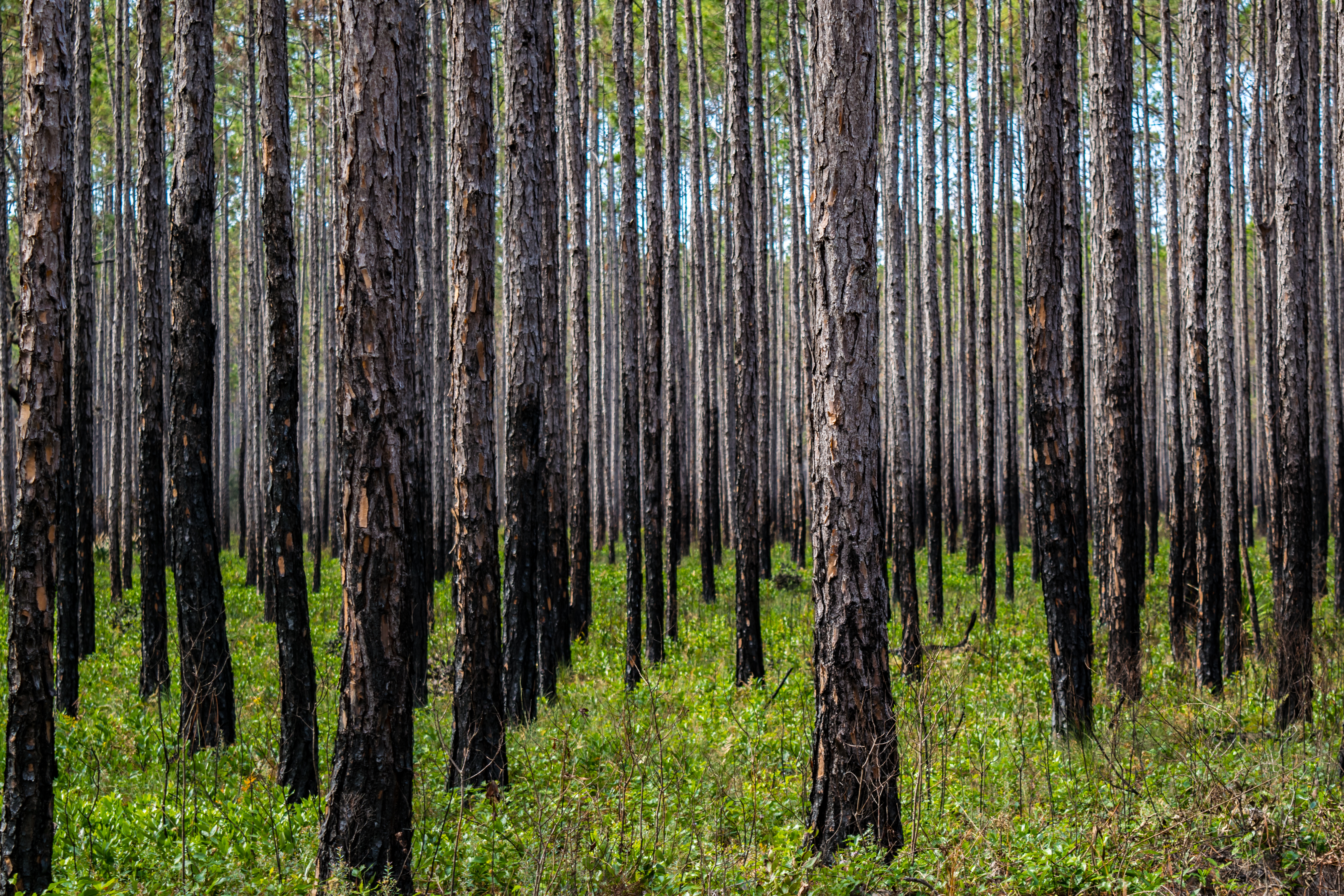 Reforestation / Silviculture