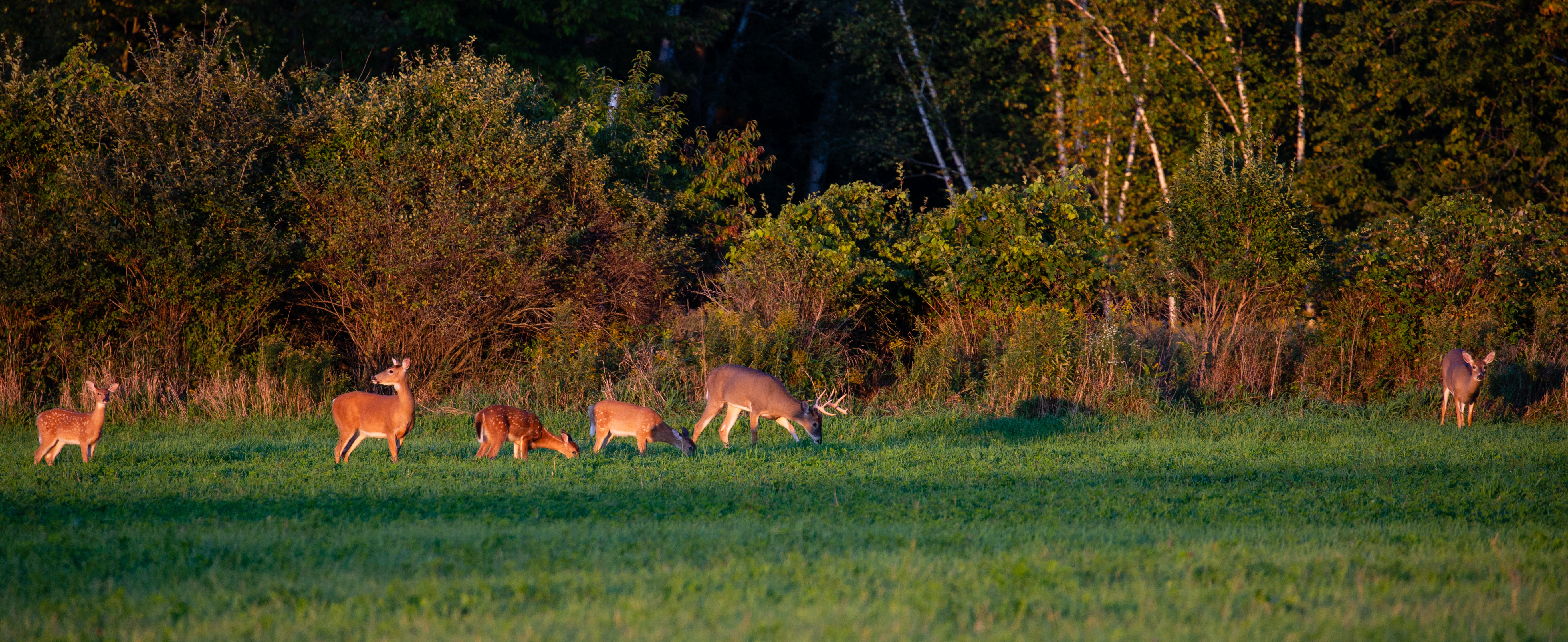Deer
