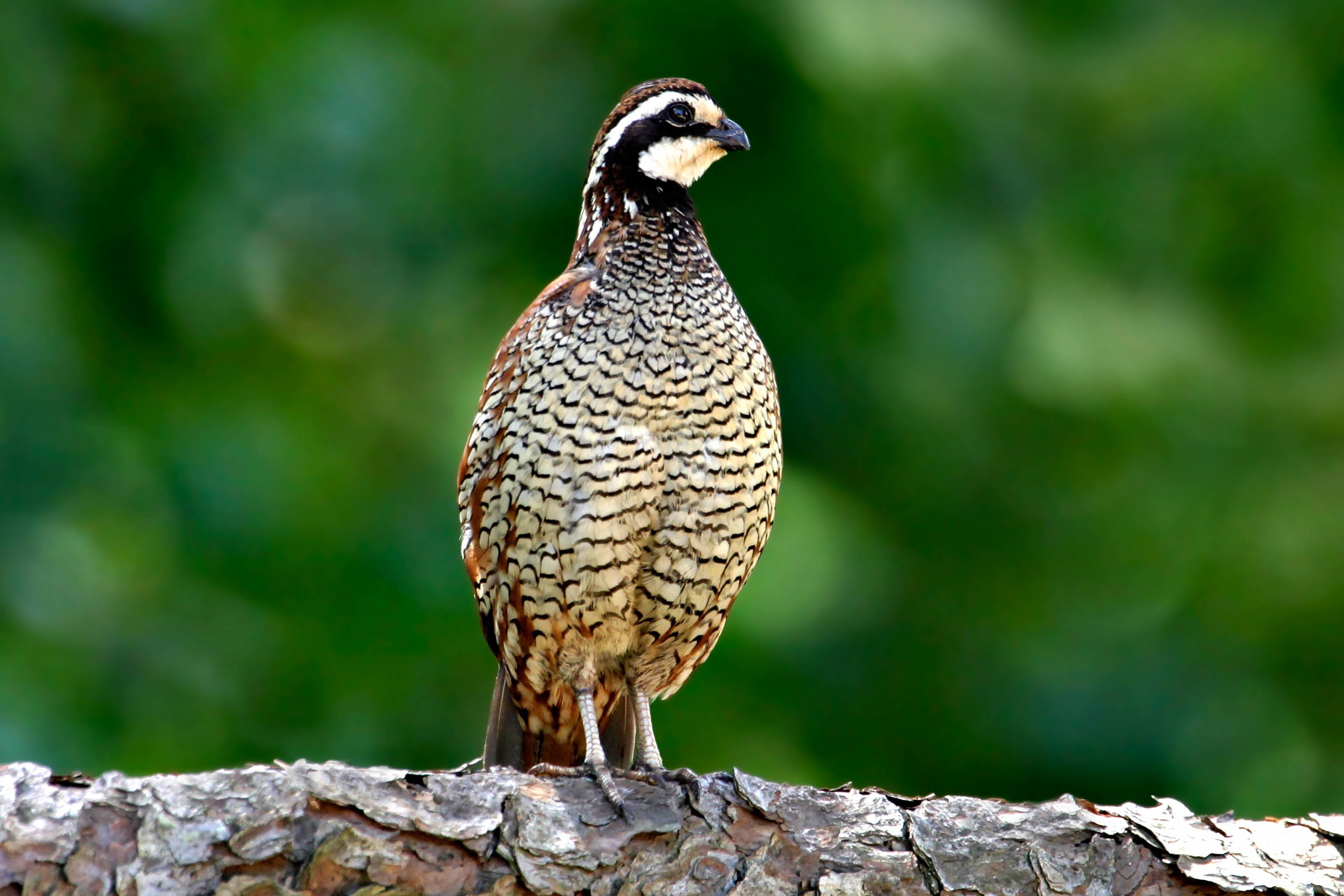 Quail