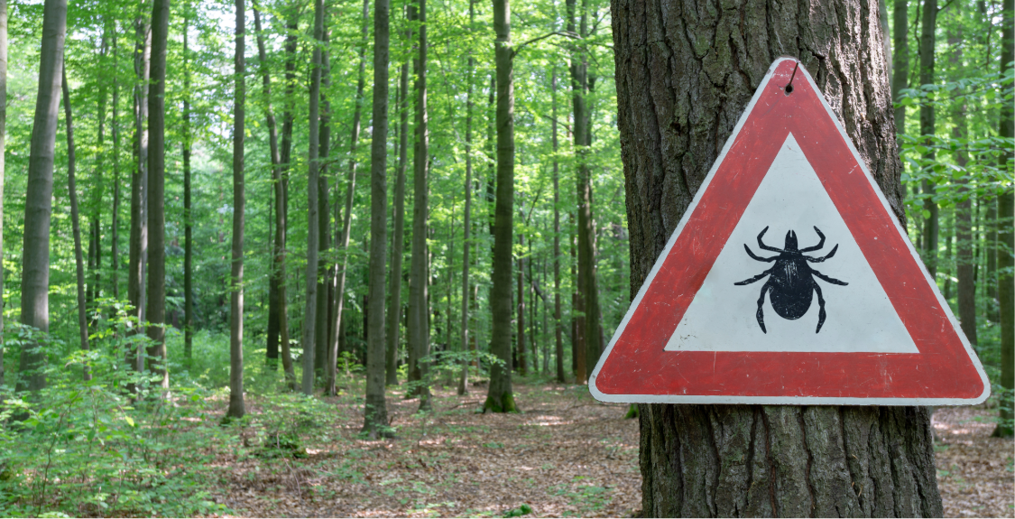 Ticks