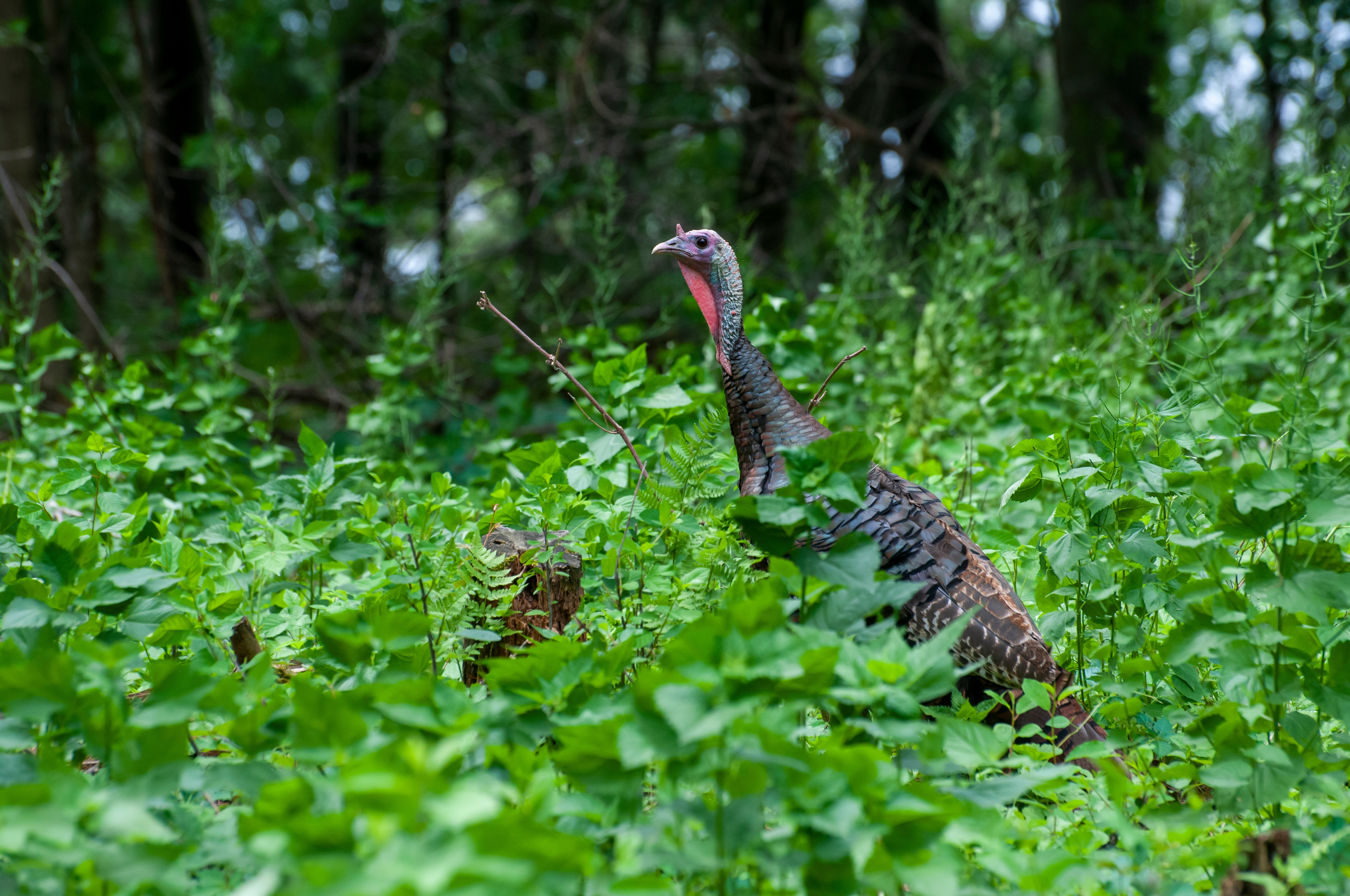 Turkey