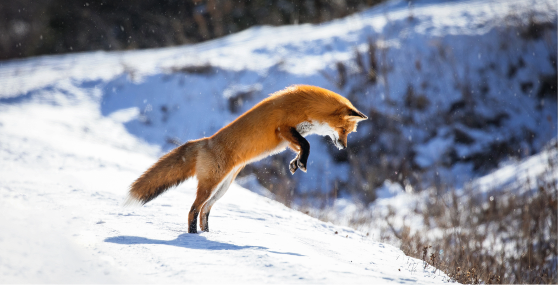 Wildlifein