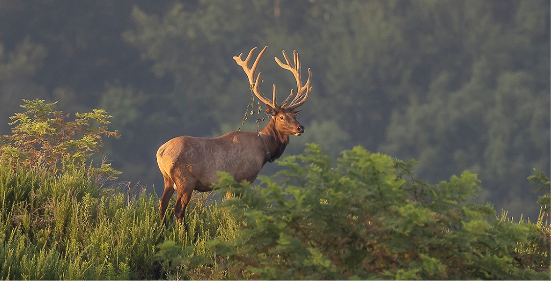 Elk