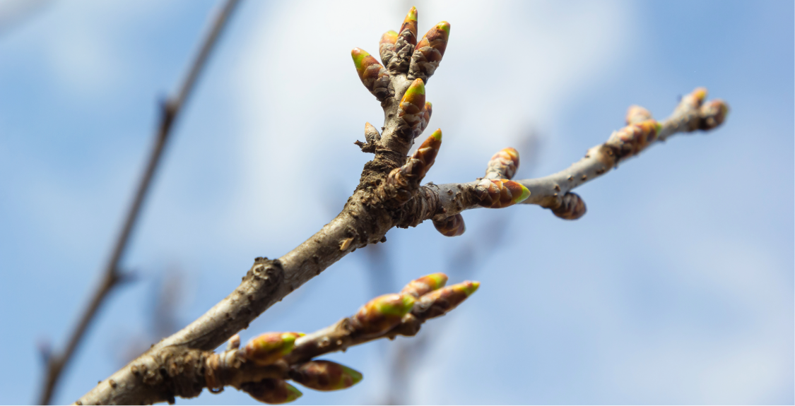 Treeoutofdormancy