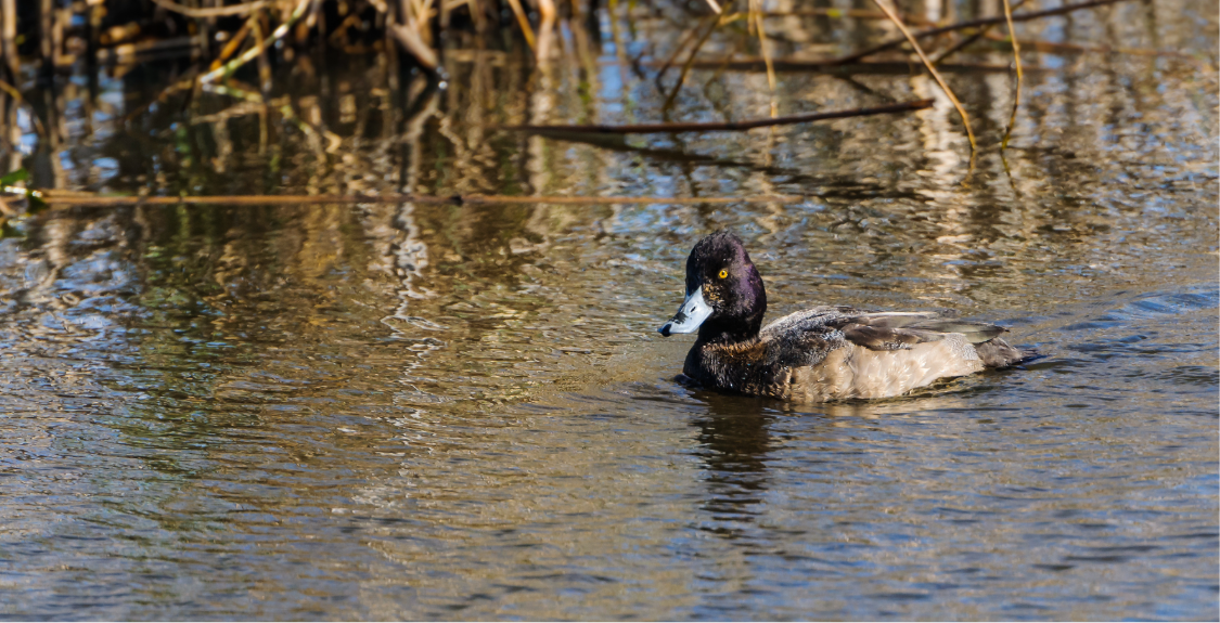 Waterfowl