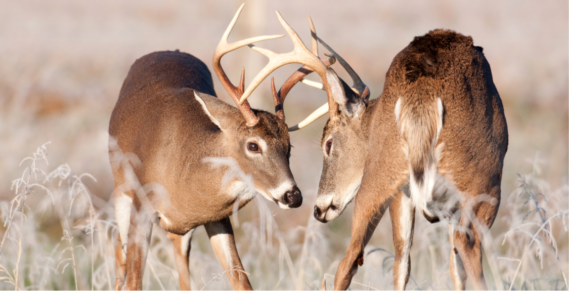 Whitetaildeerrut