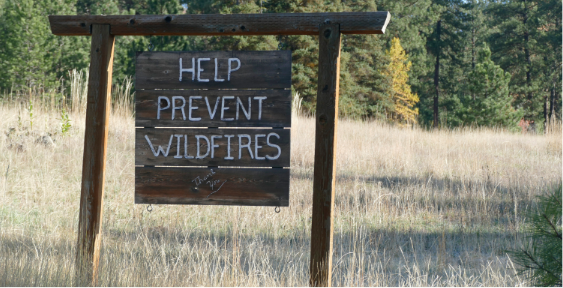 Wildfire