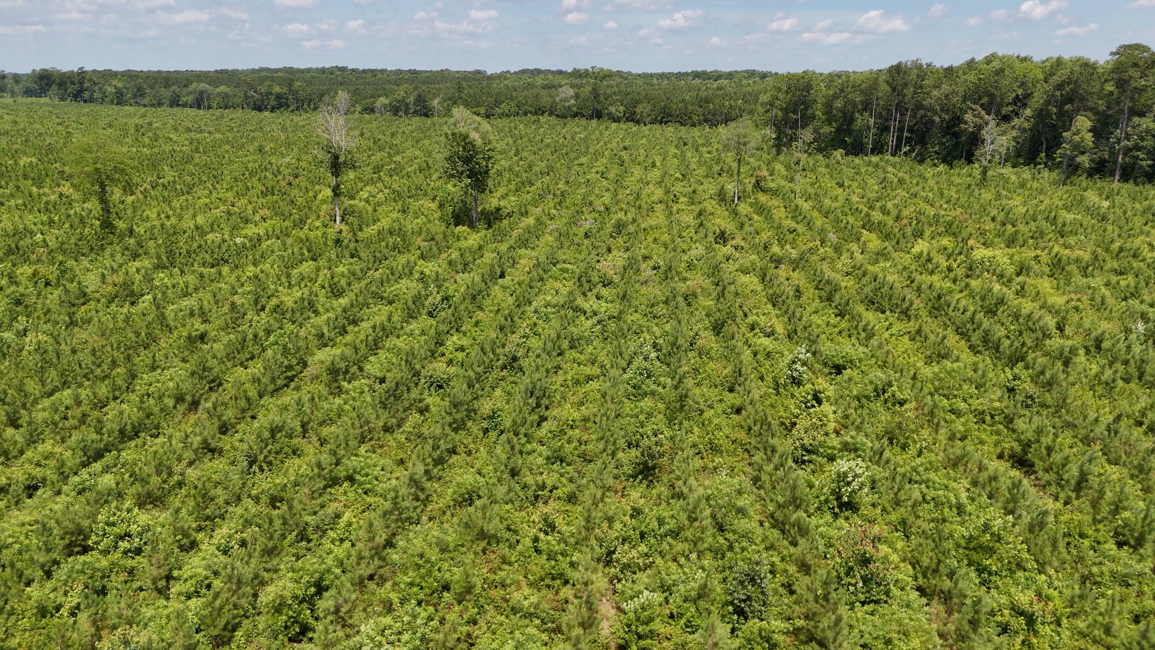 Two Colonies Timberlands