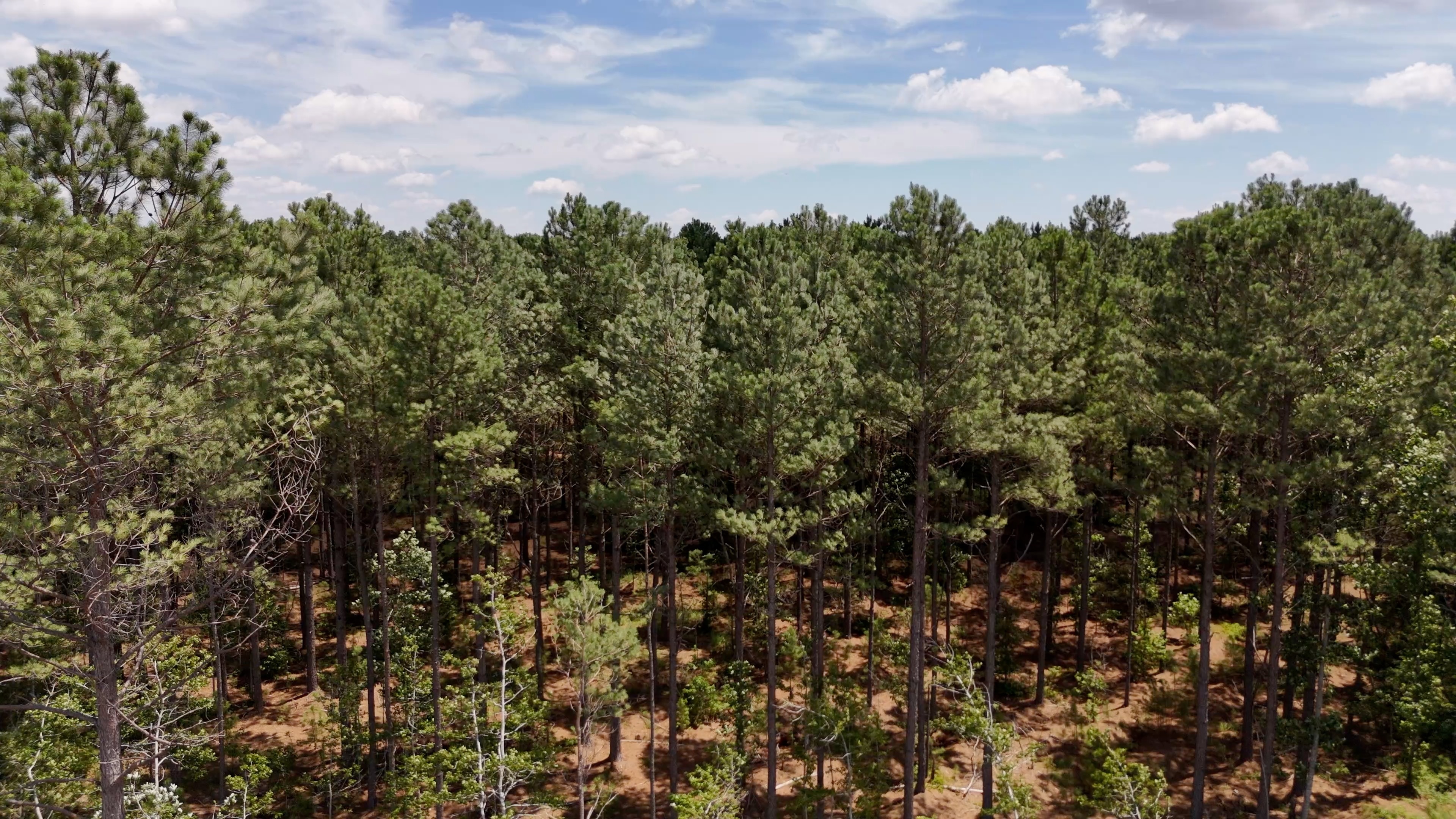 Two Colonies Timberlands