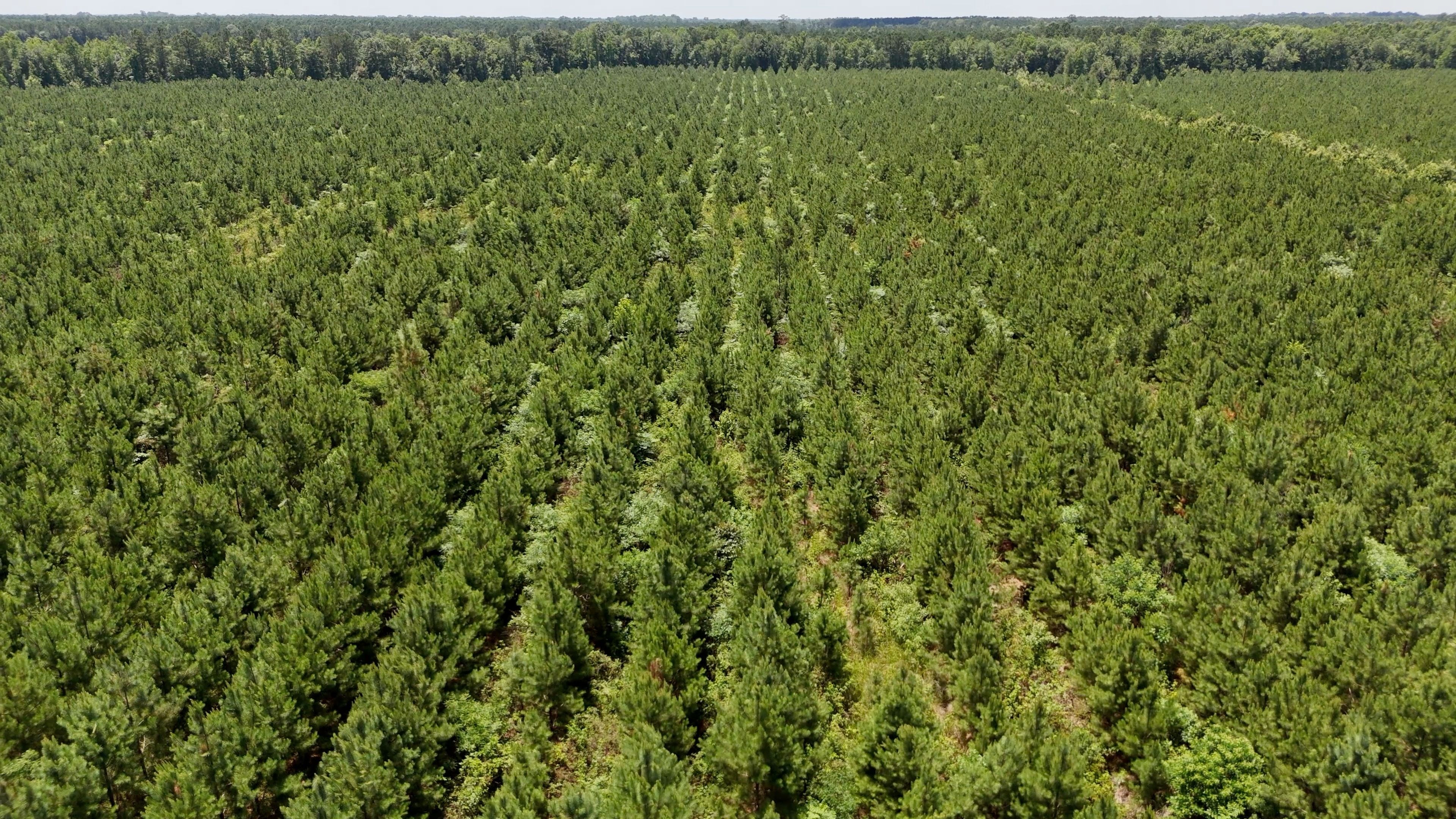 Two Colonies Timberlands