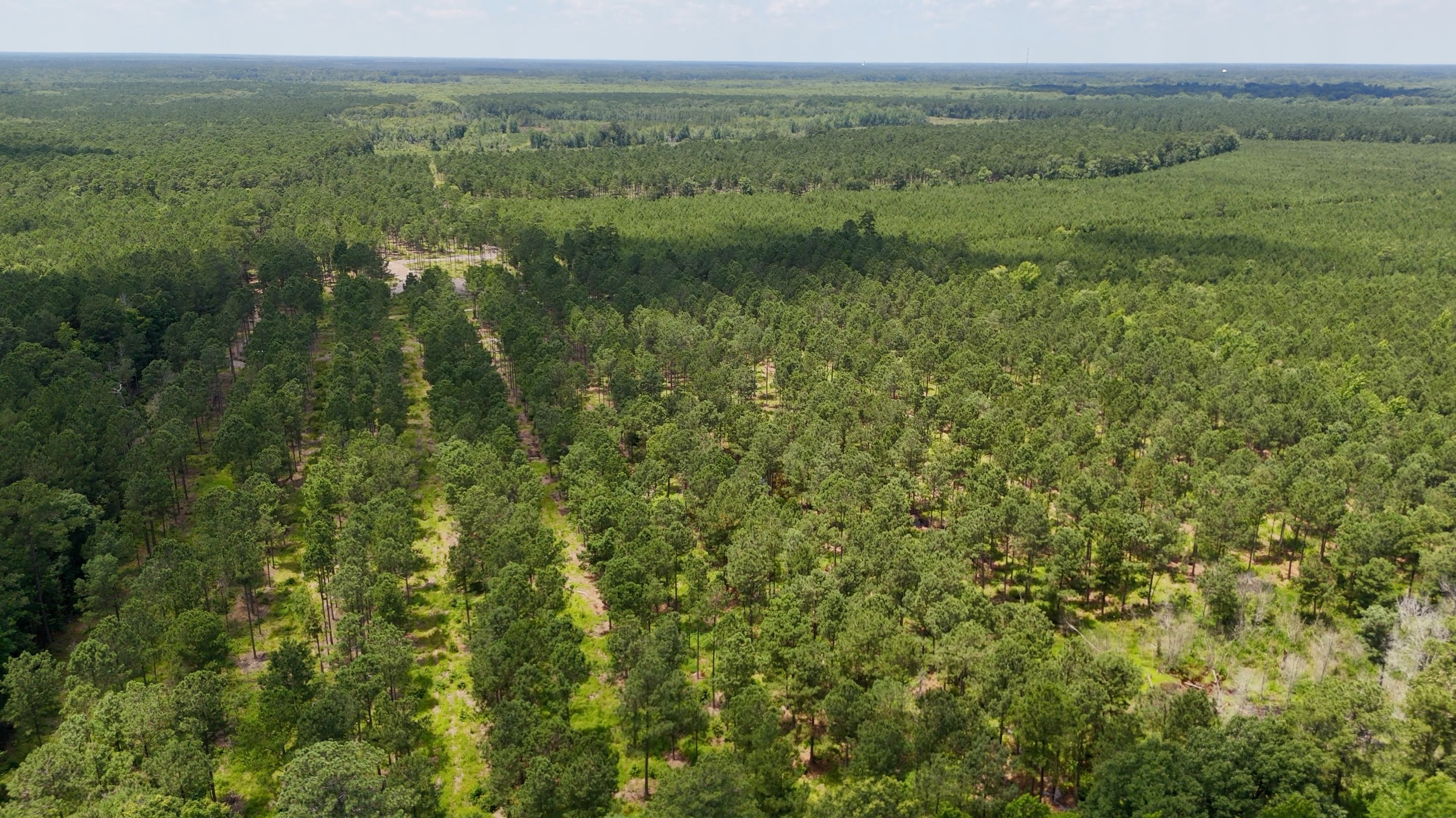 Two Colonies Timberlands