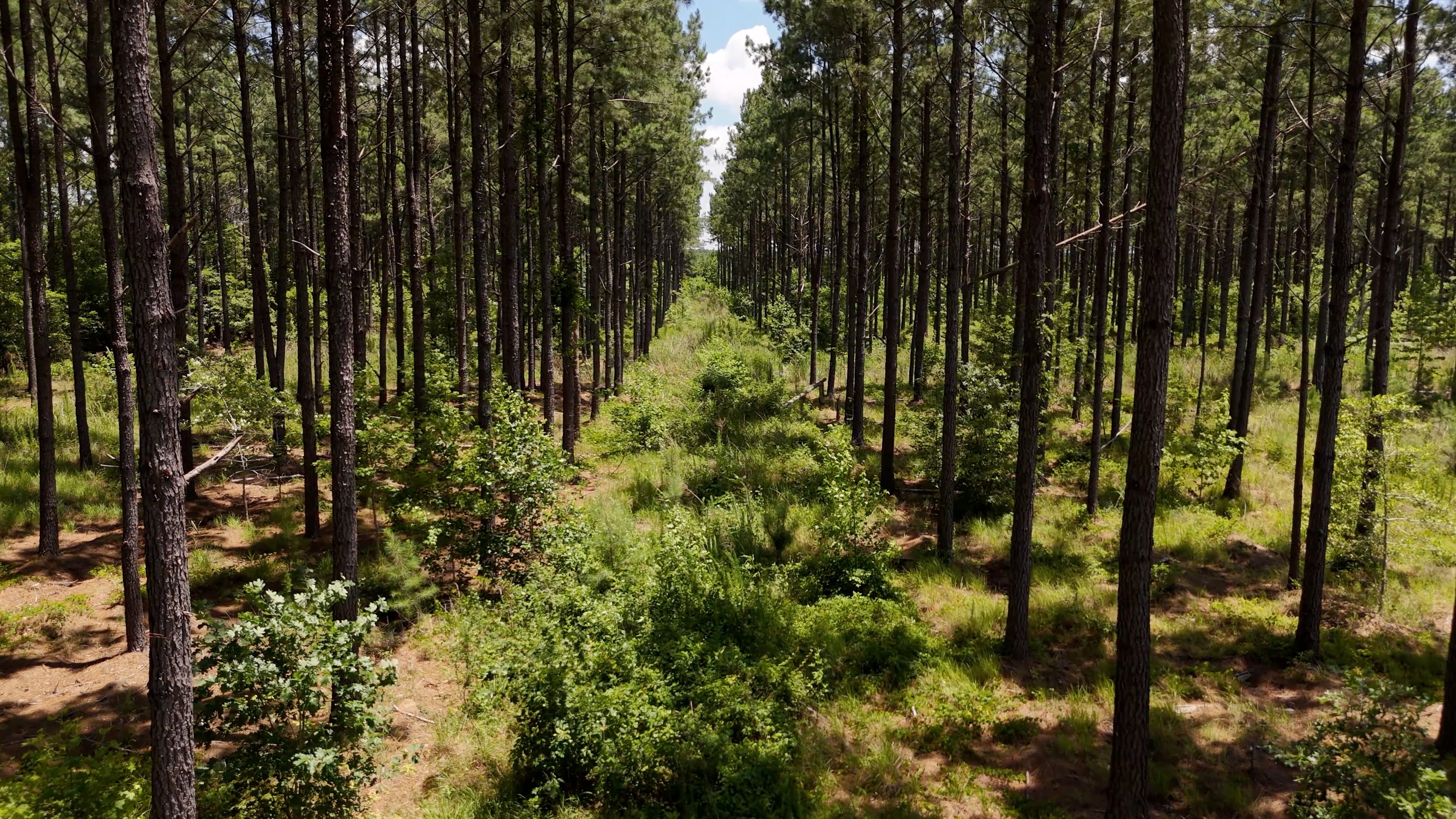 Two Colonies Timberlands