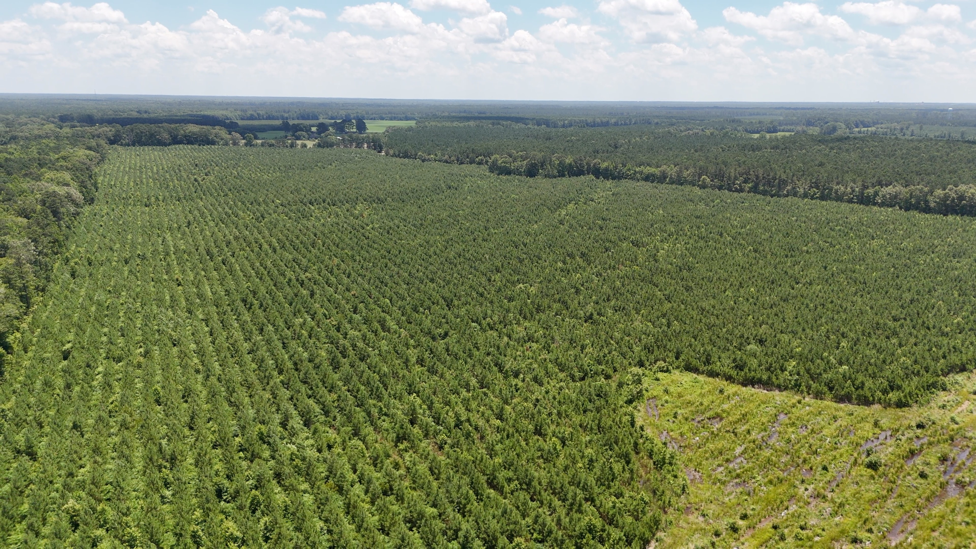 Two Colonies Timberlands
