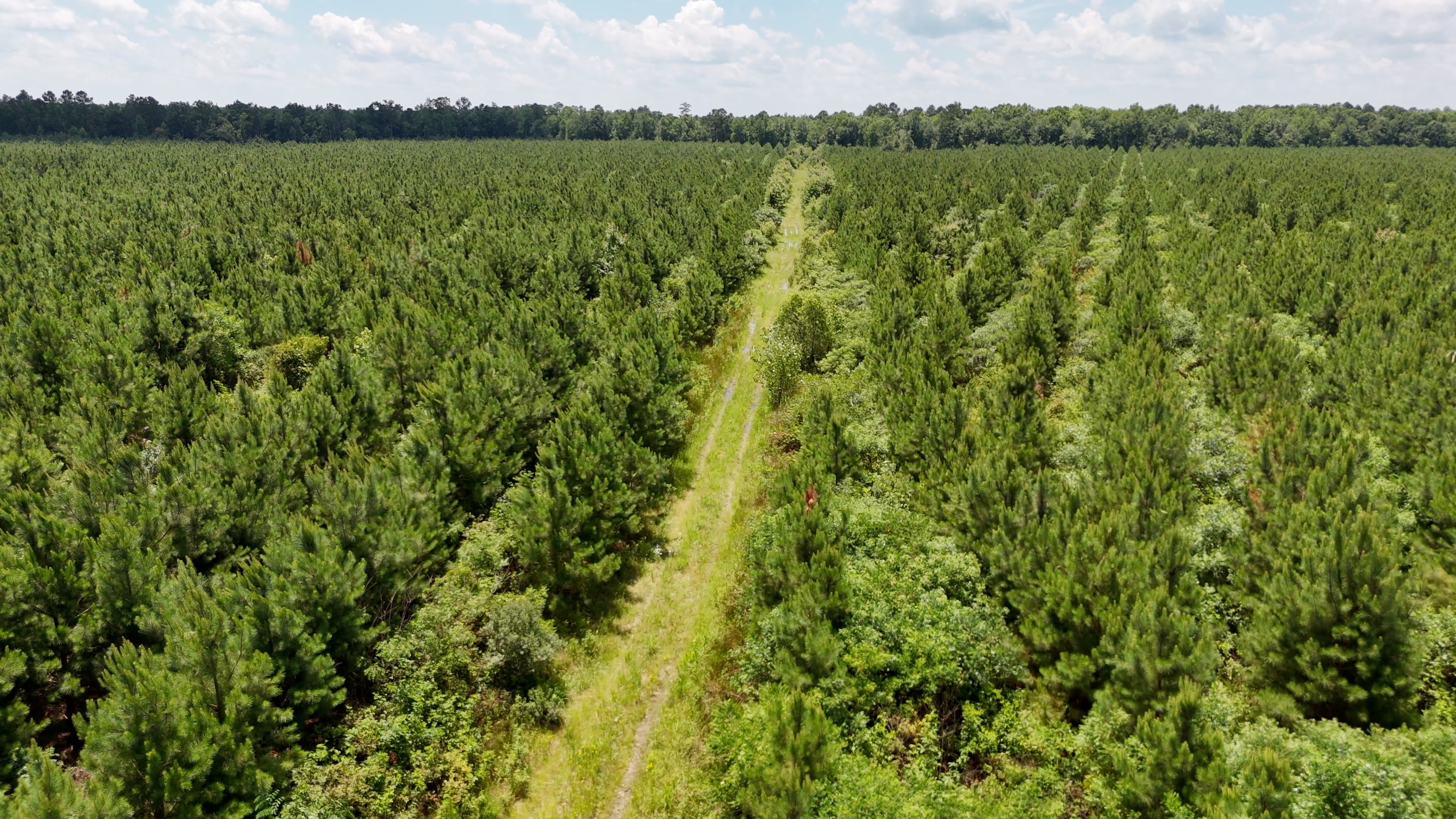 Two Colonies Timberlands