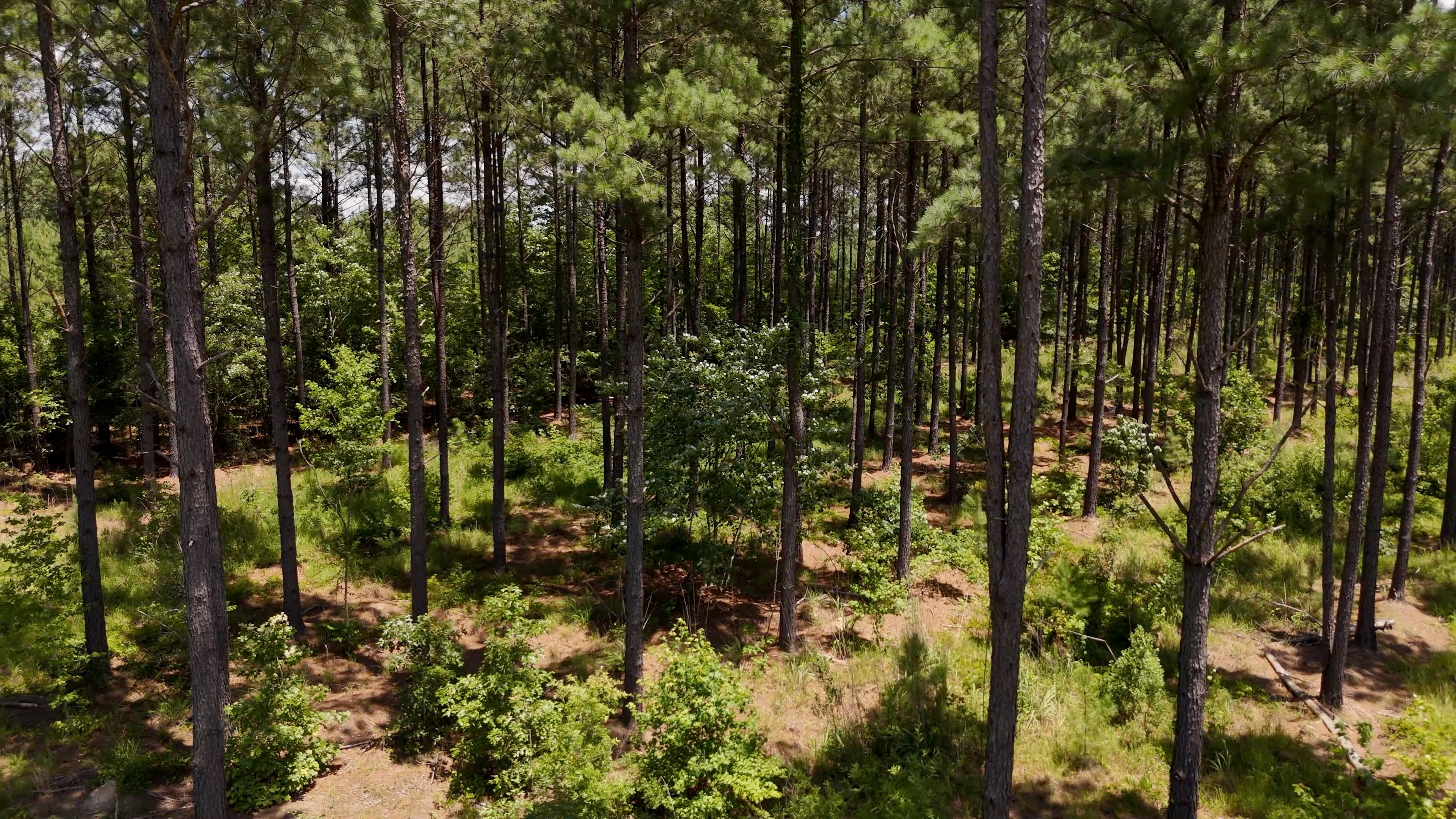 Two Colonies Timberlands