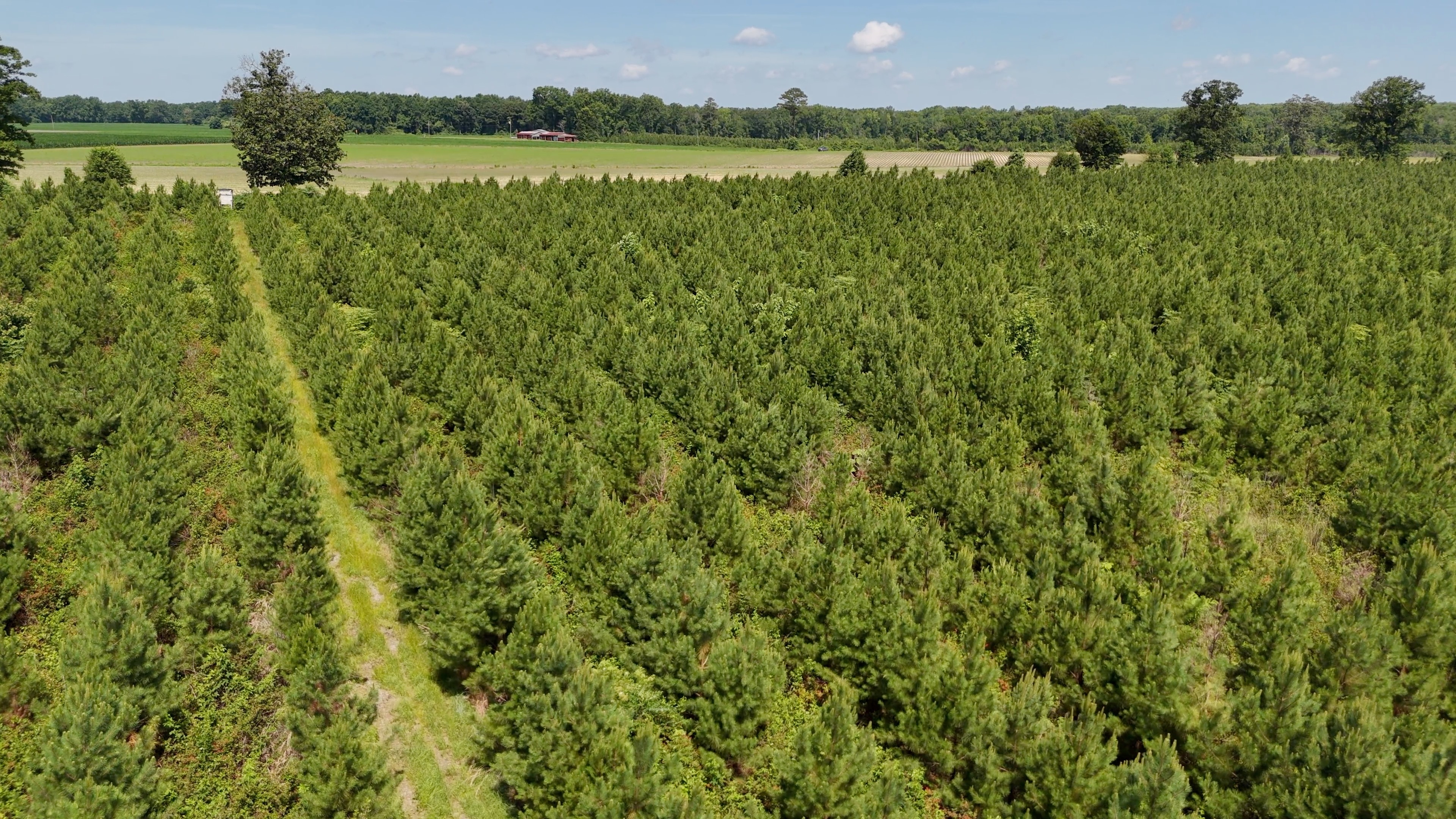 Two Colonies Timberlands