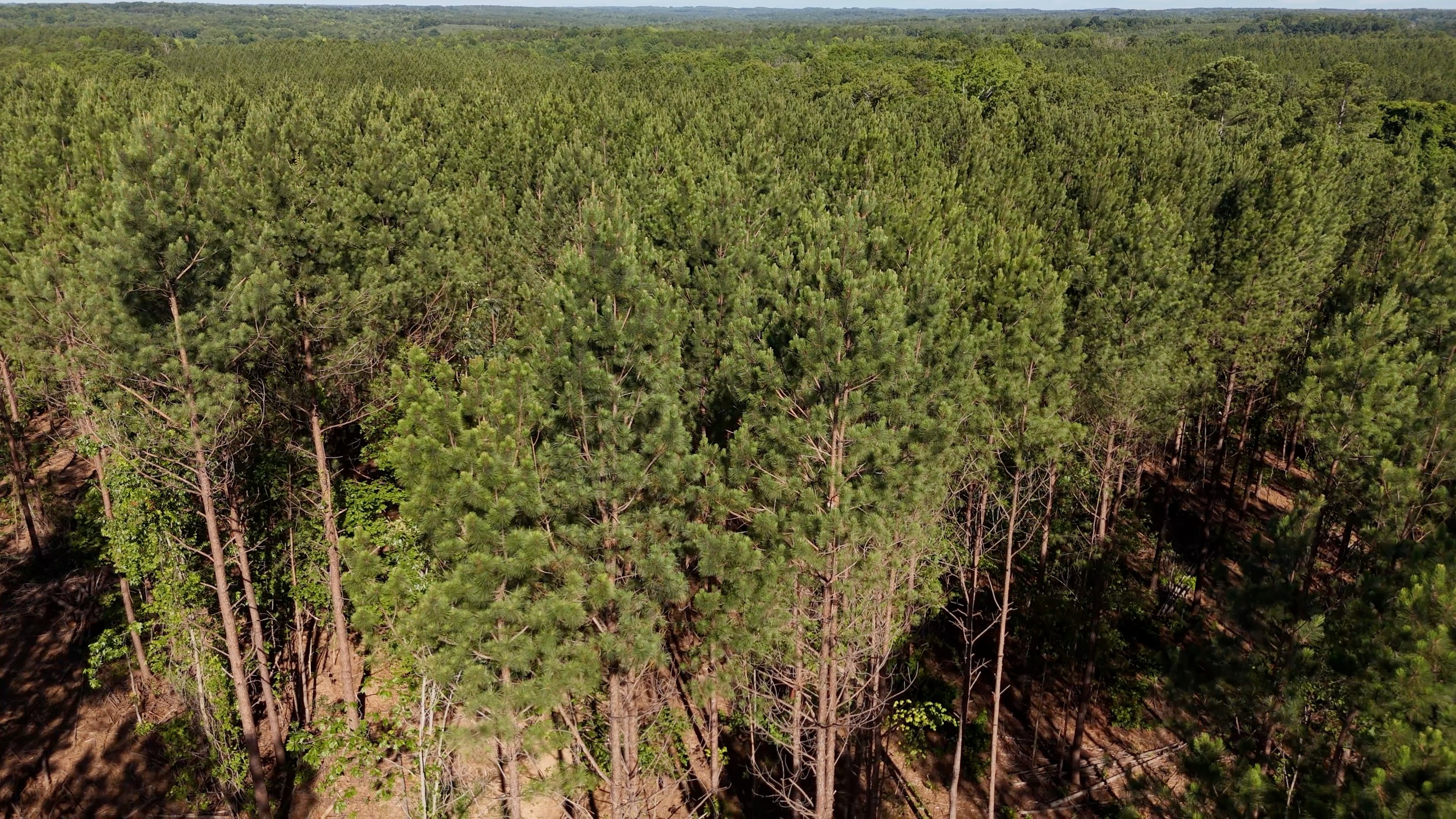 Two Colonies Timberlands