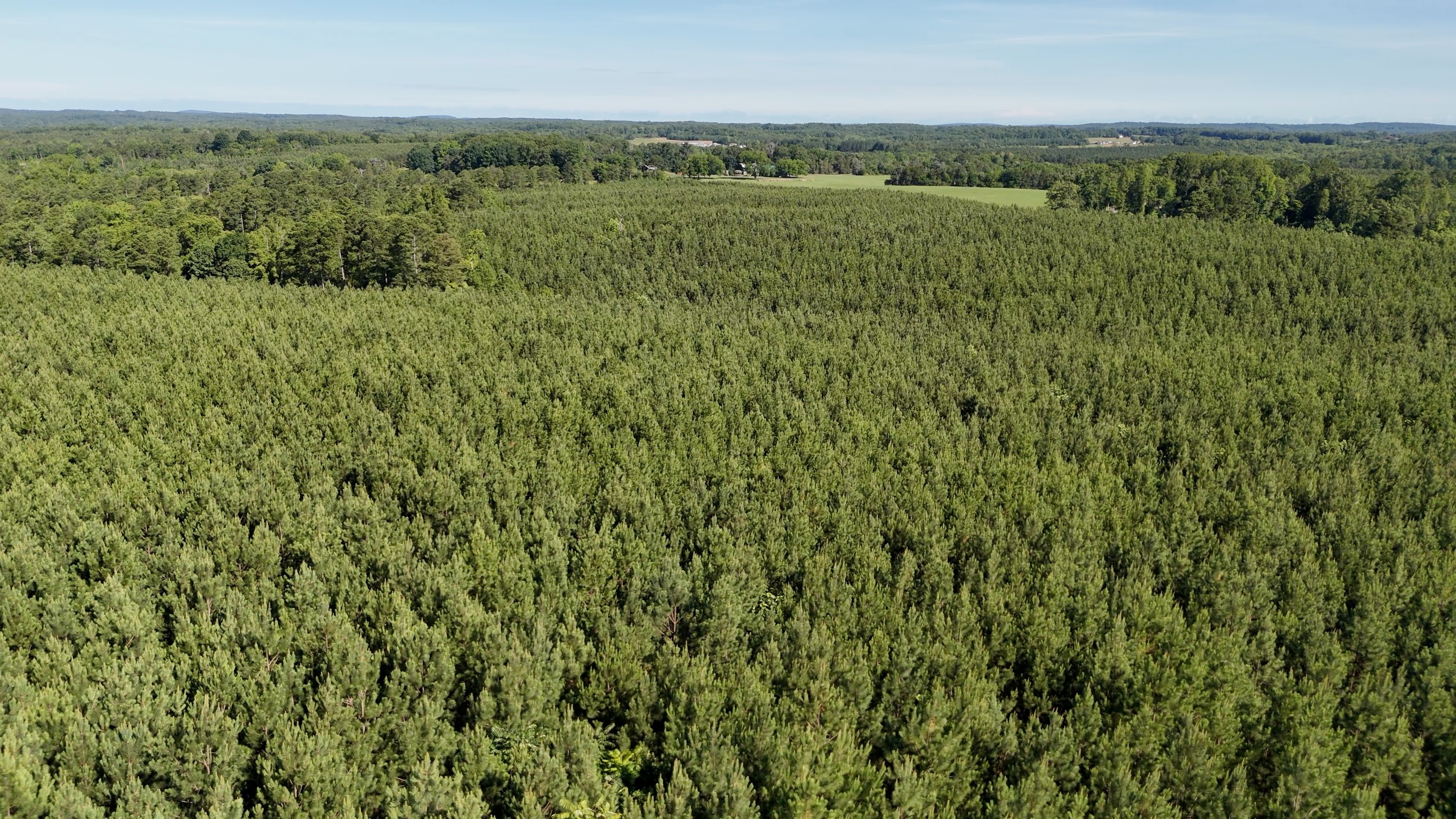 Two Colonies Timberlands