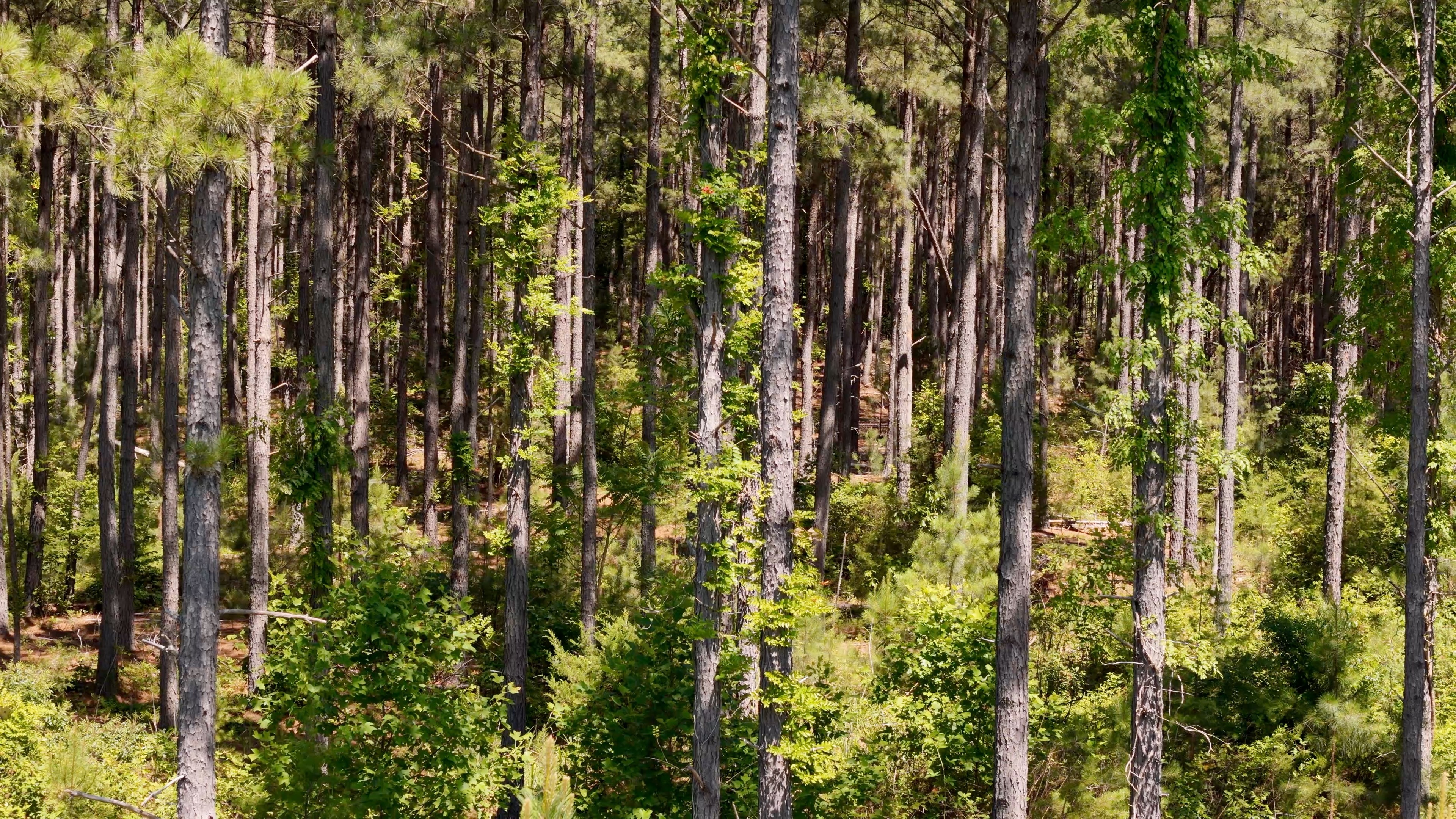 Two Colonies Timberlands