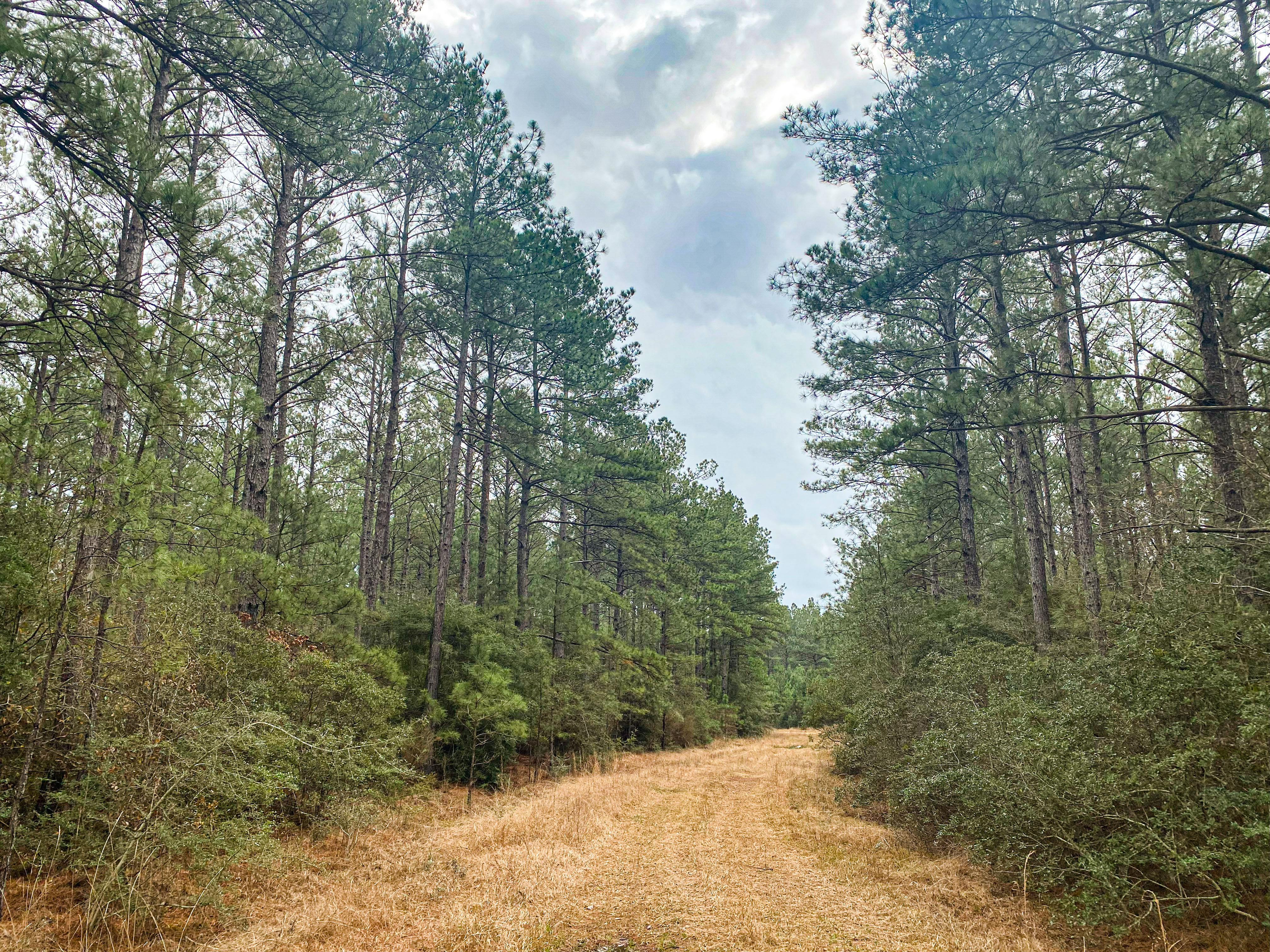 Pine Basin