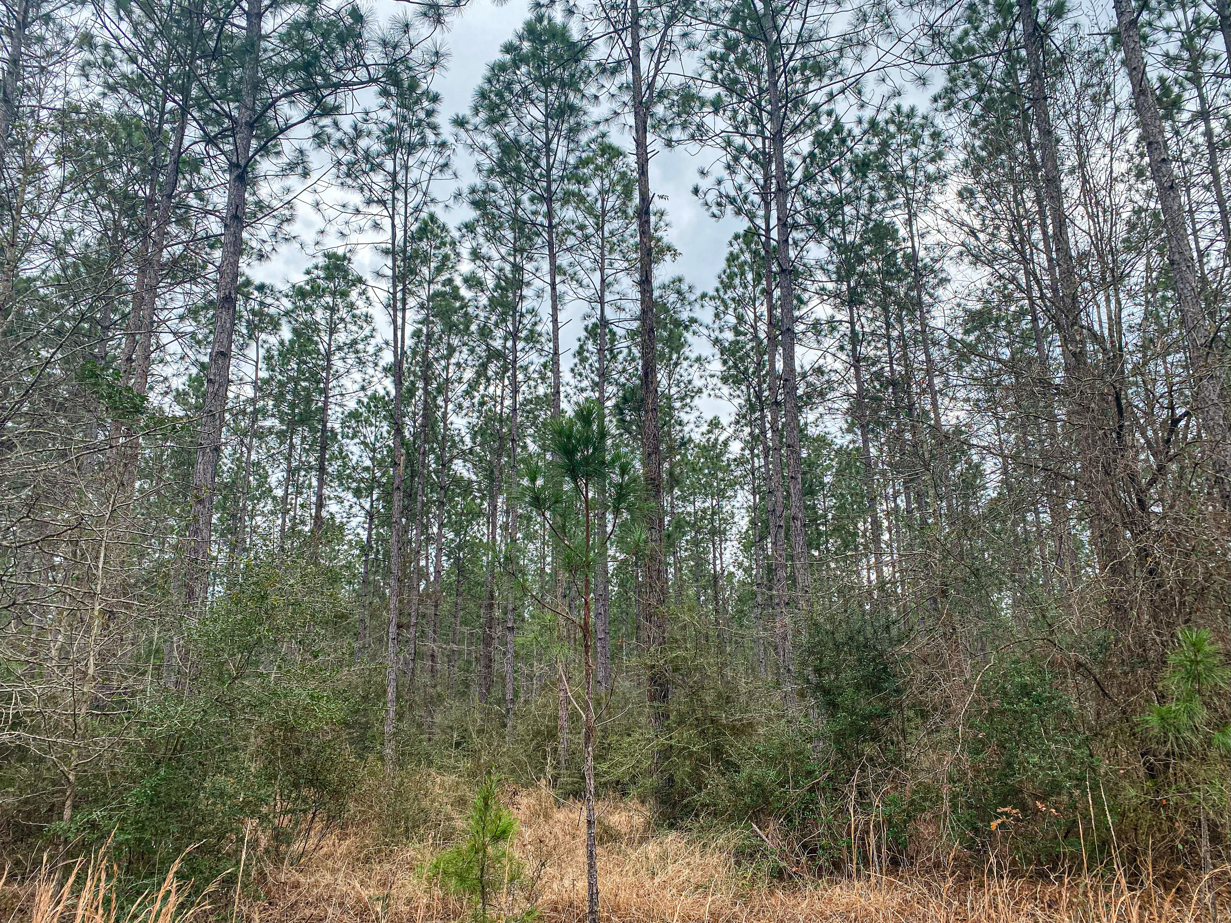 Pine Basin