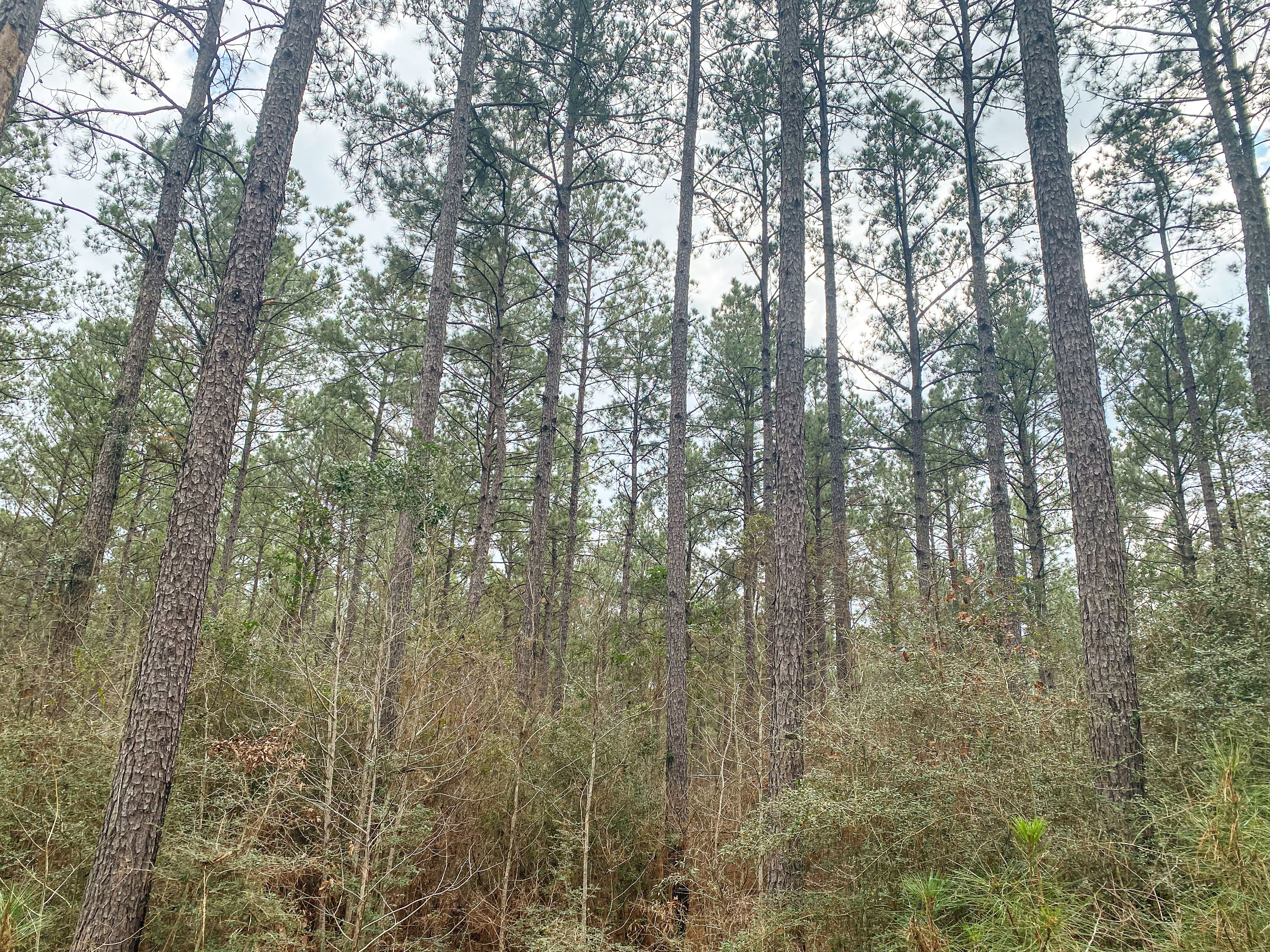 Pine Basin