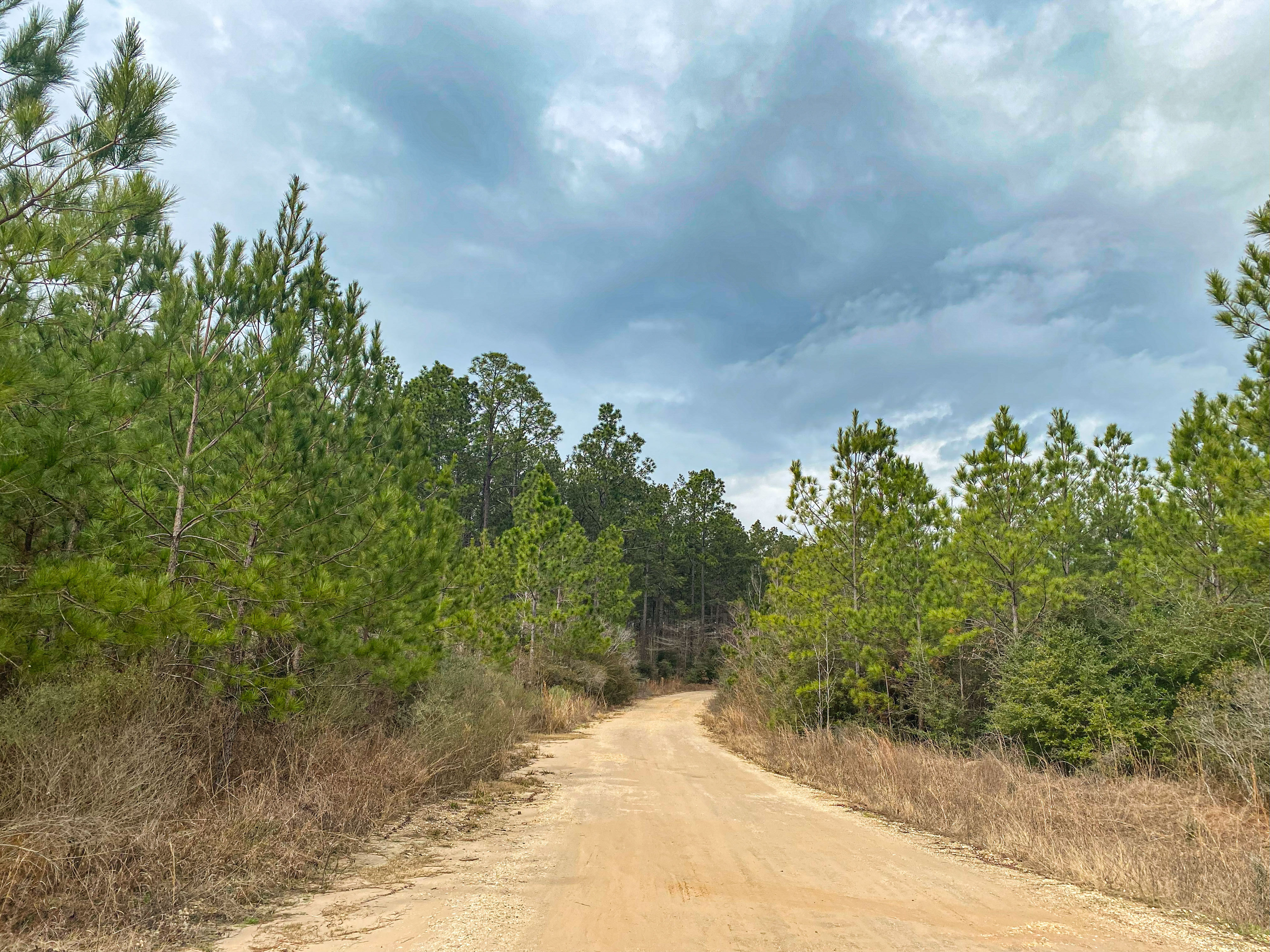Pine Basin