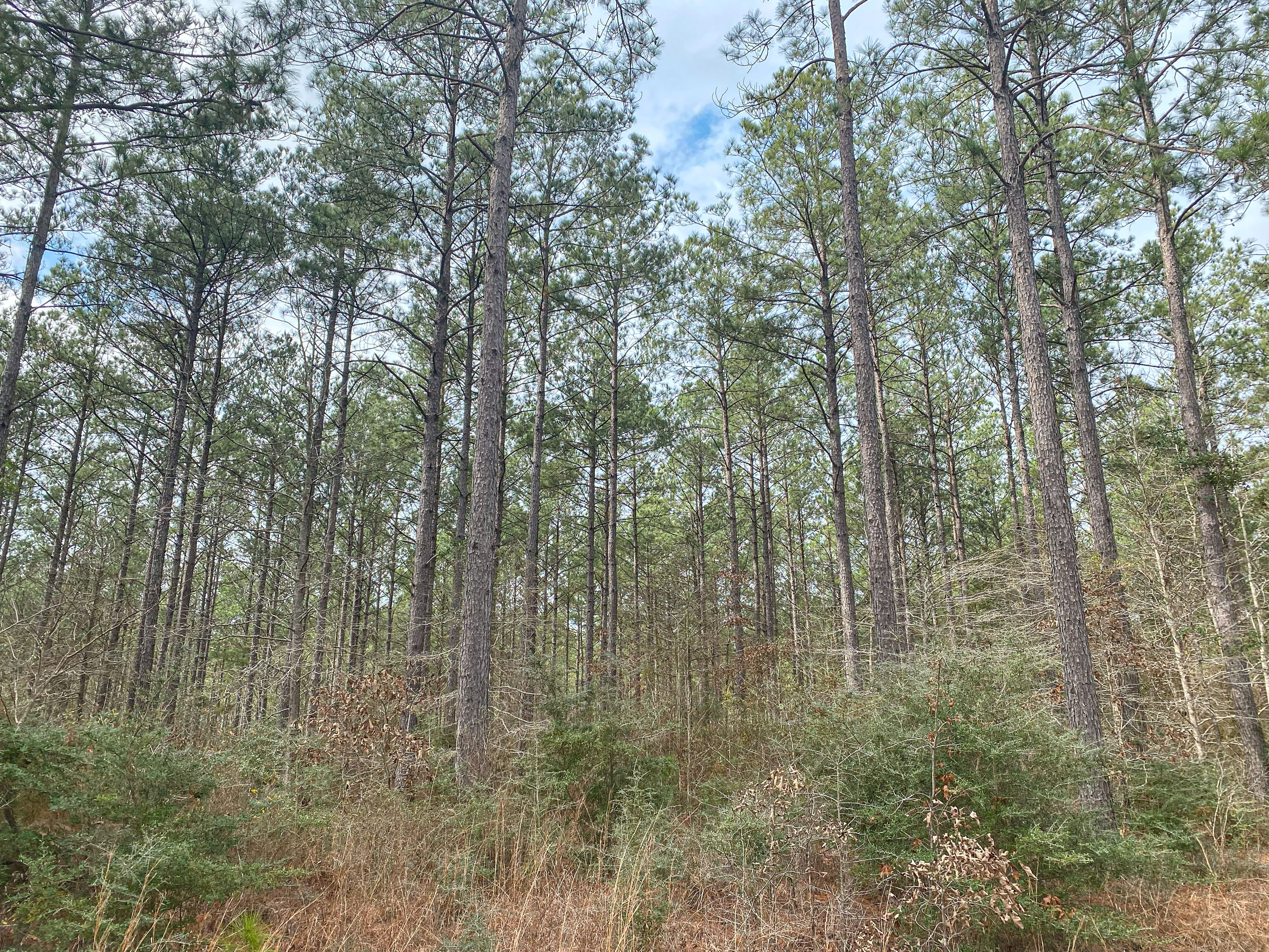 Pine Basin