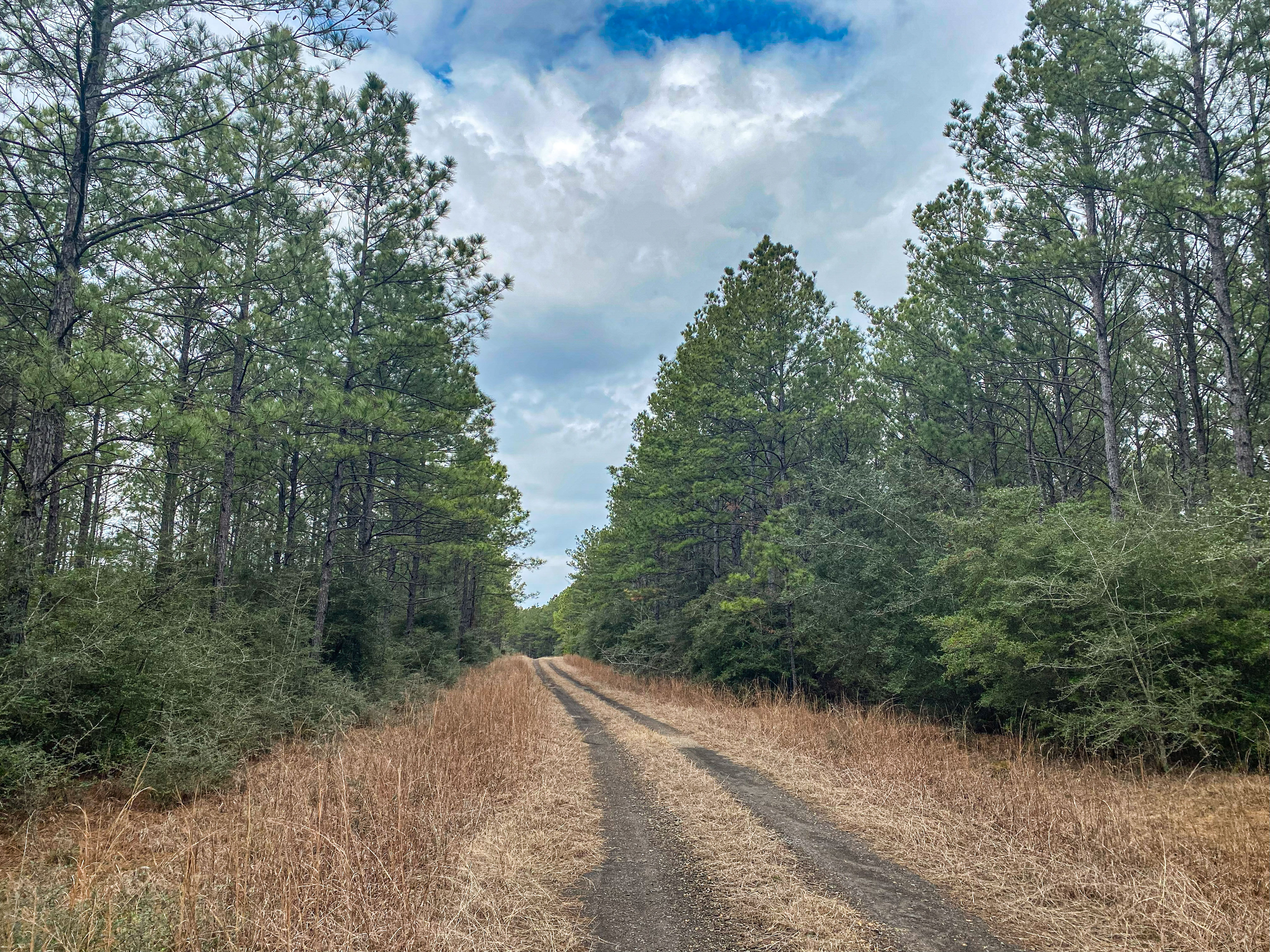 Pine Basin