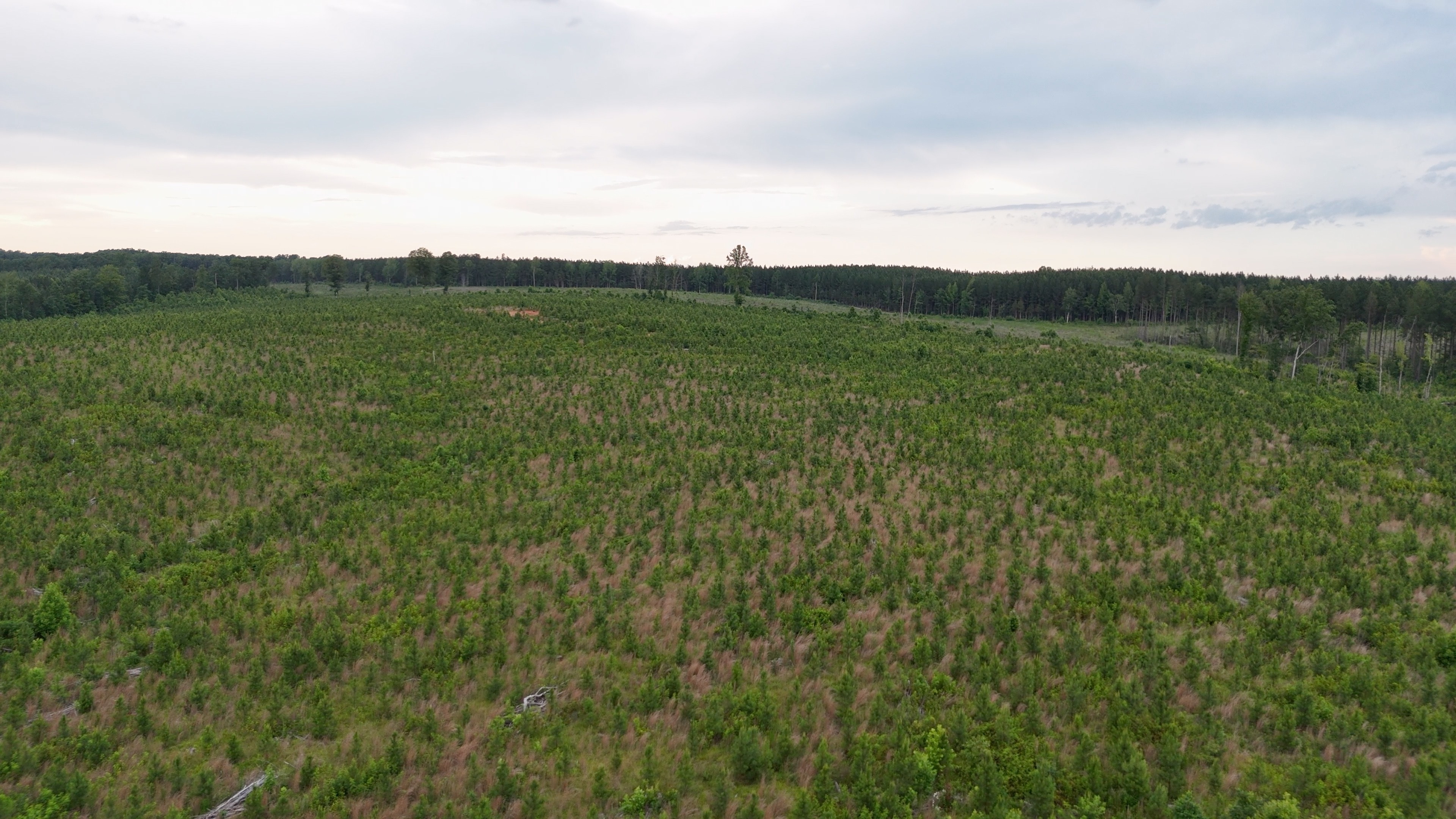 Two Colonies Timberlands