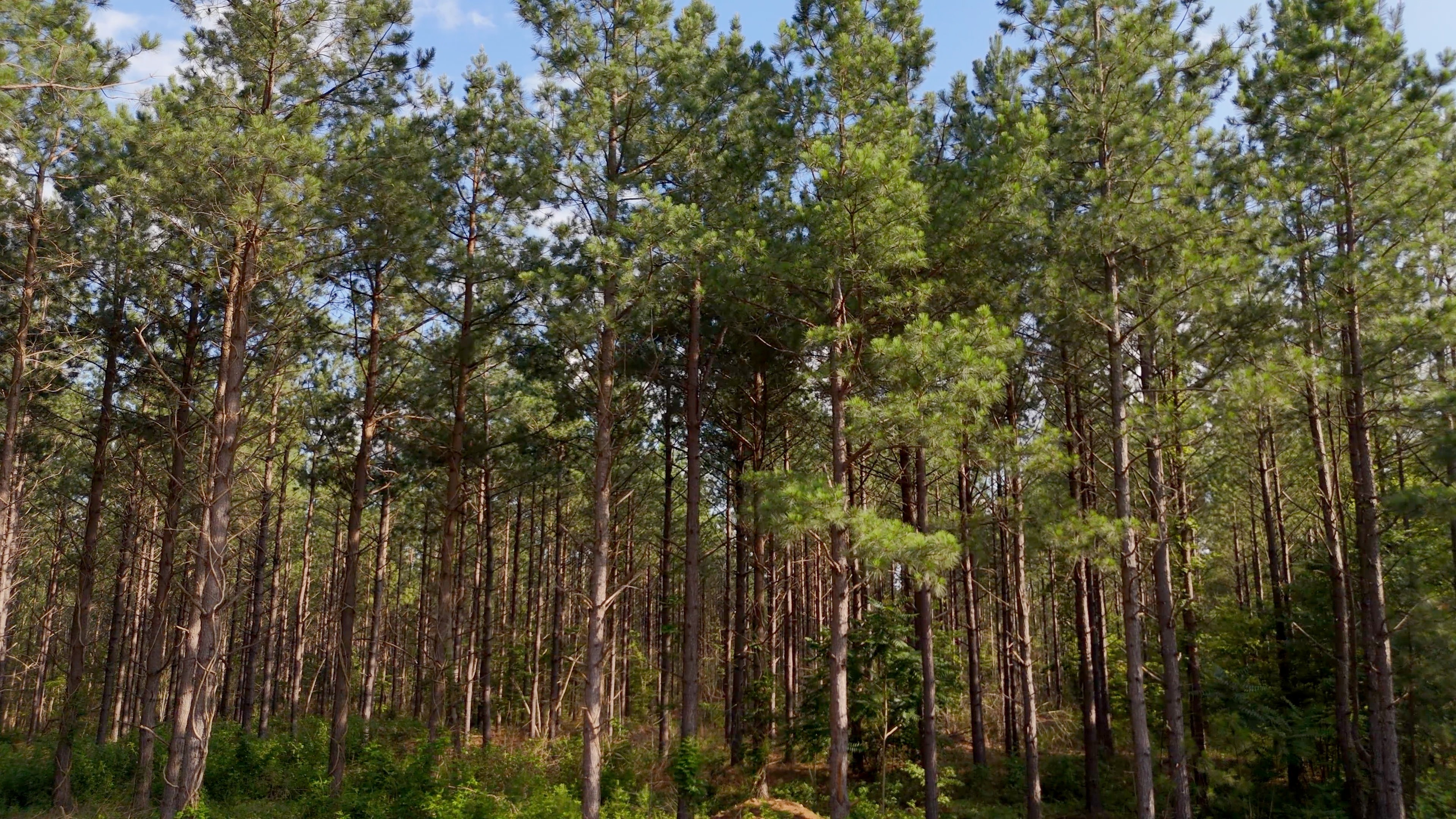 Two Colonies Timberlands