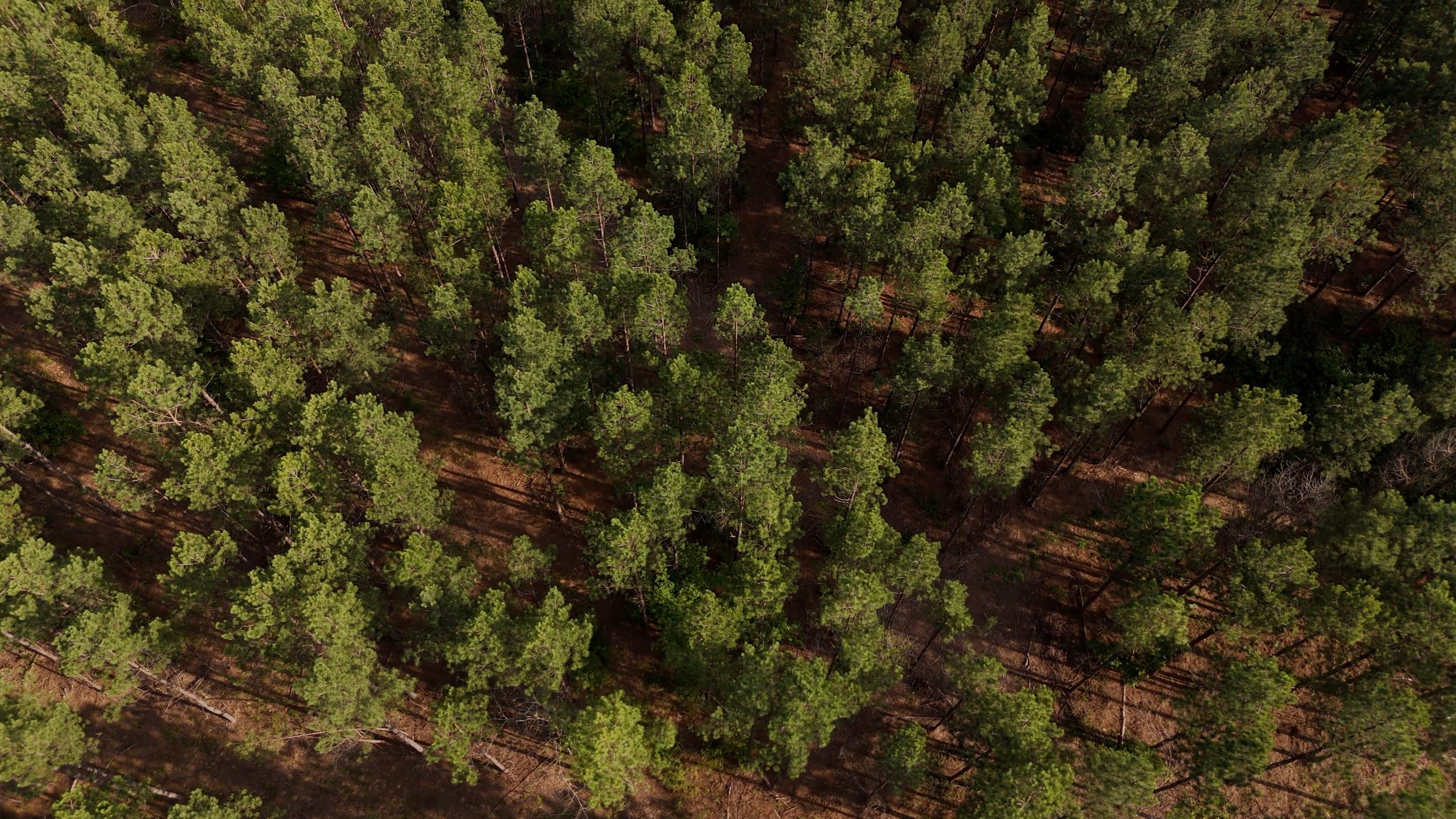 Two Colonies Timberlands