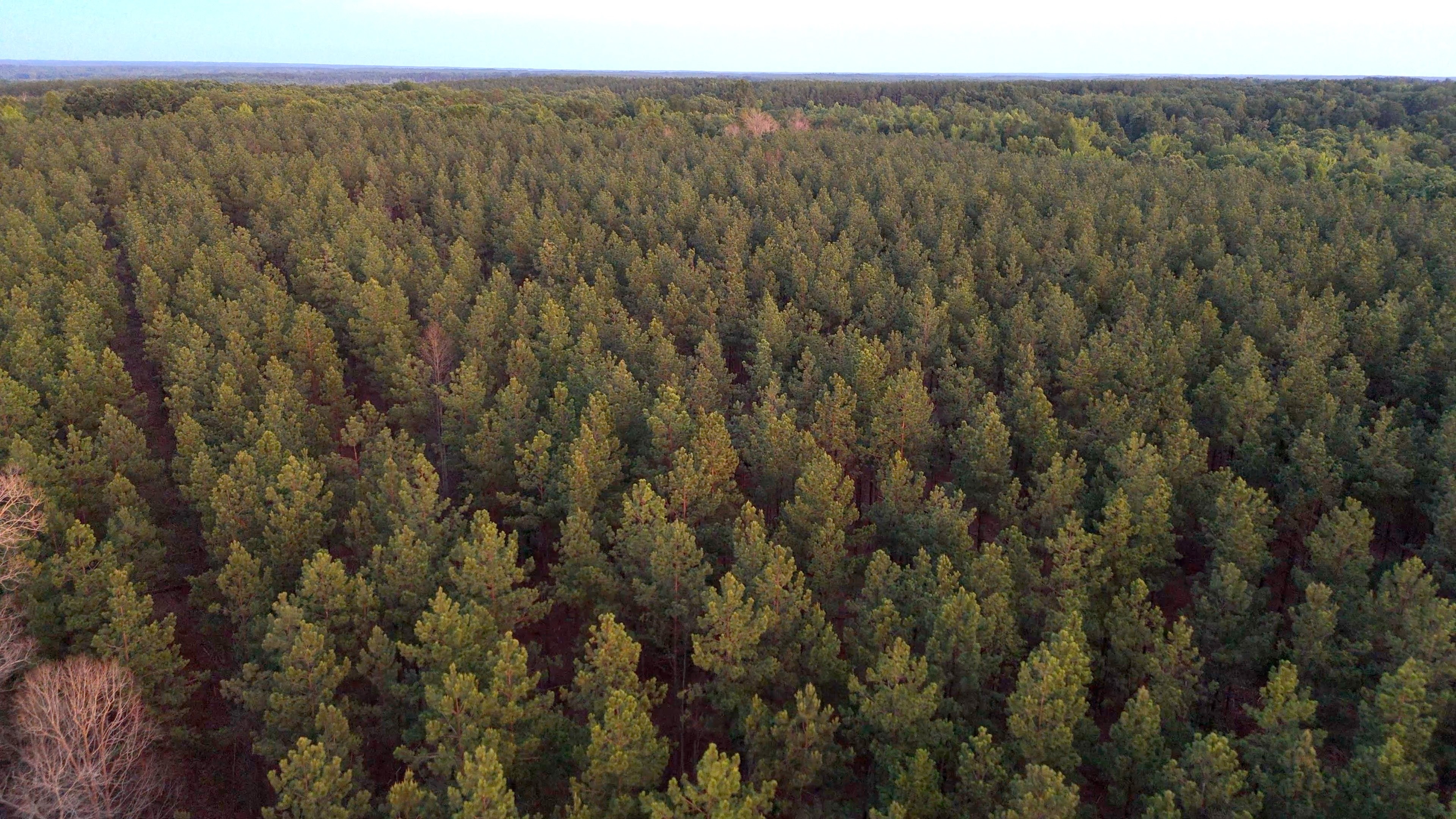 Two Colonies Timberlands