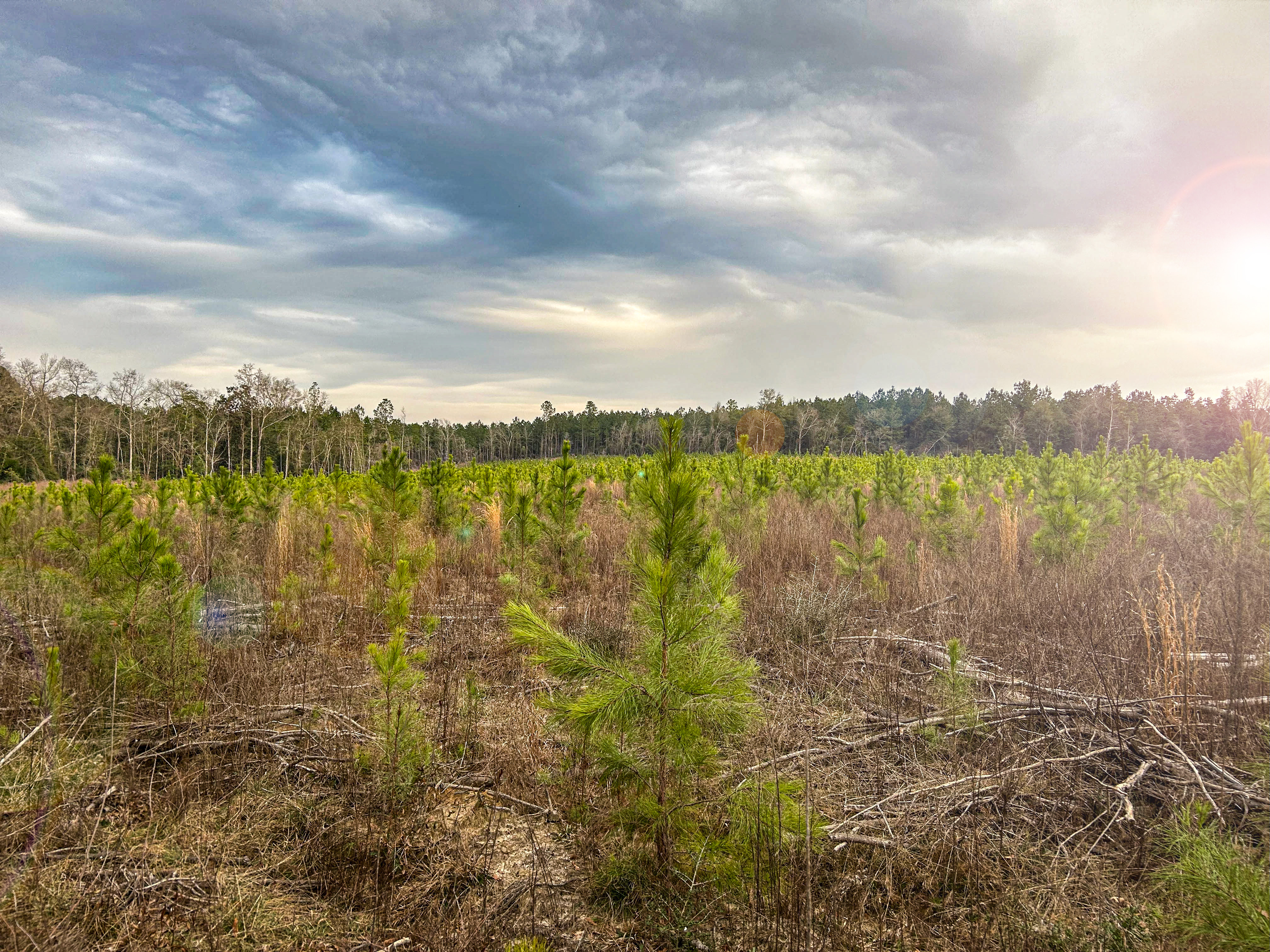 Pine Basin