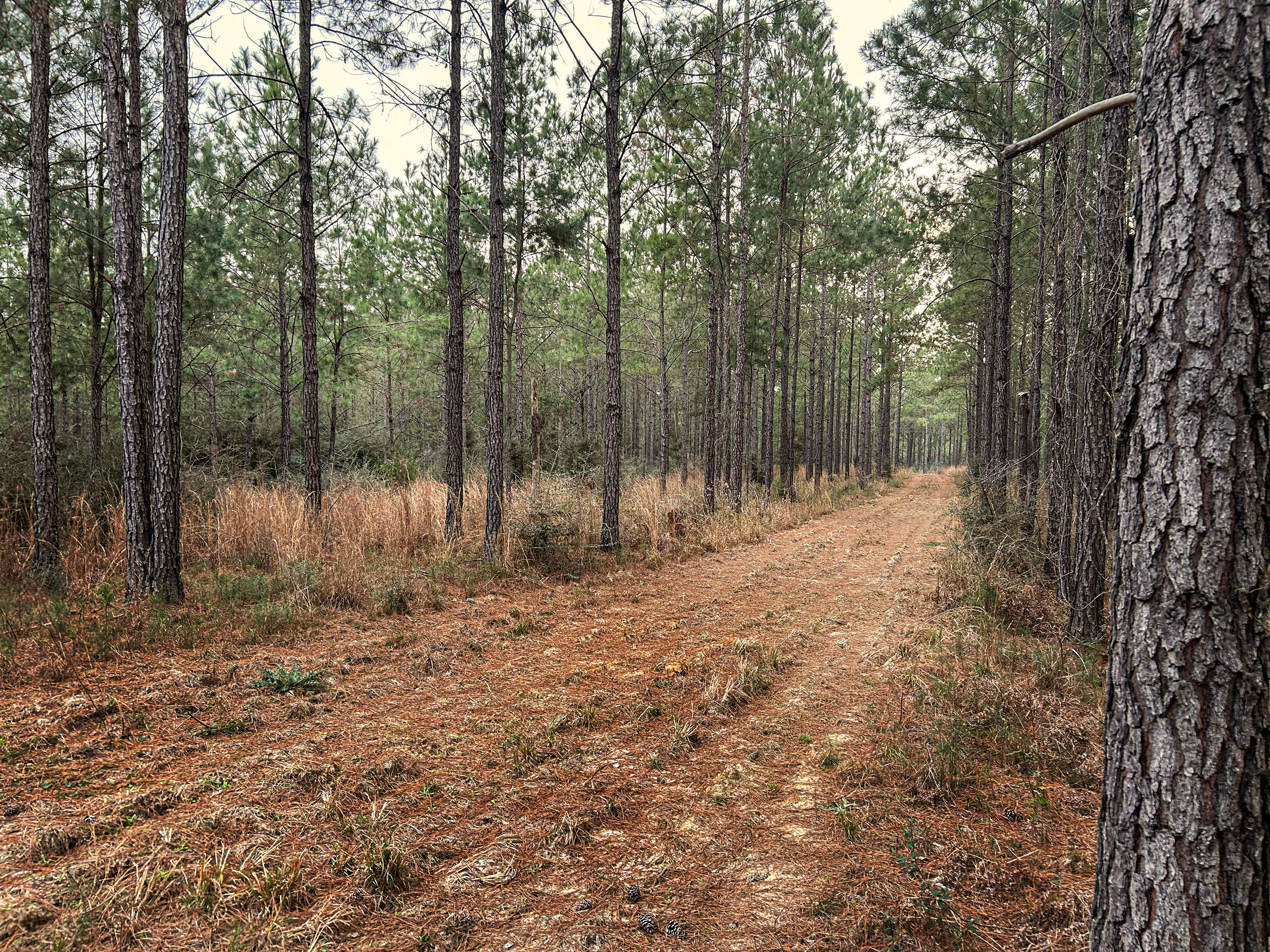 Pine Basin