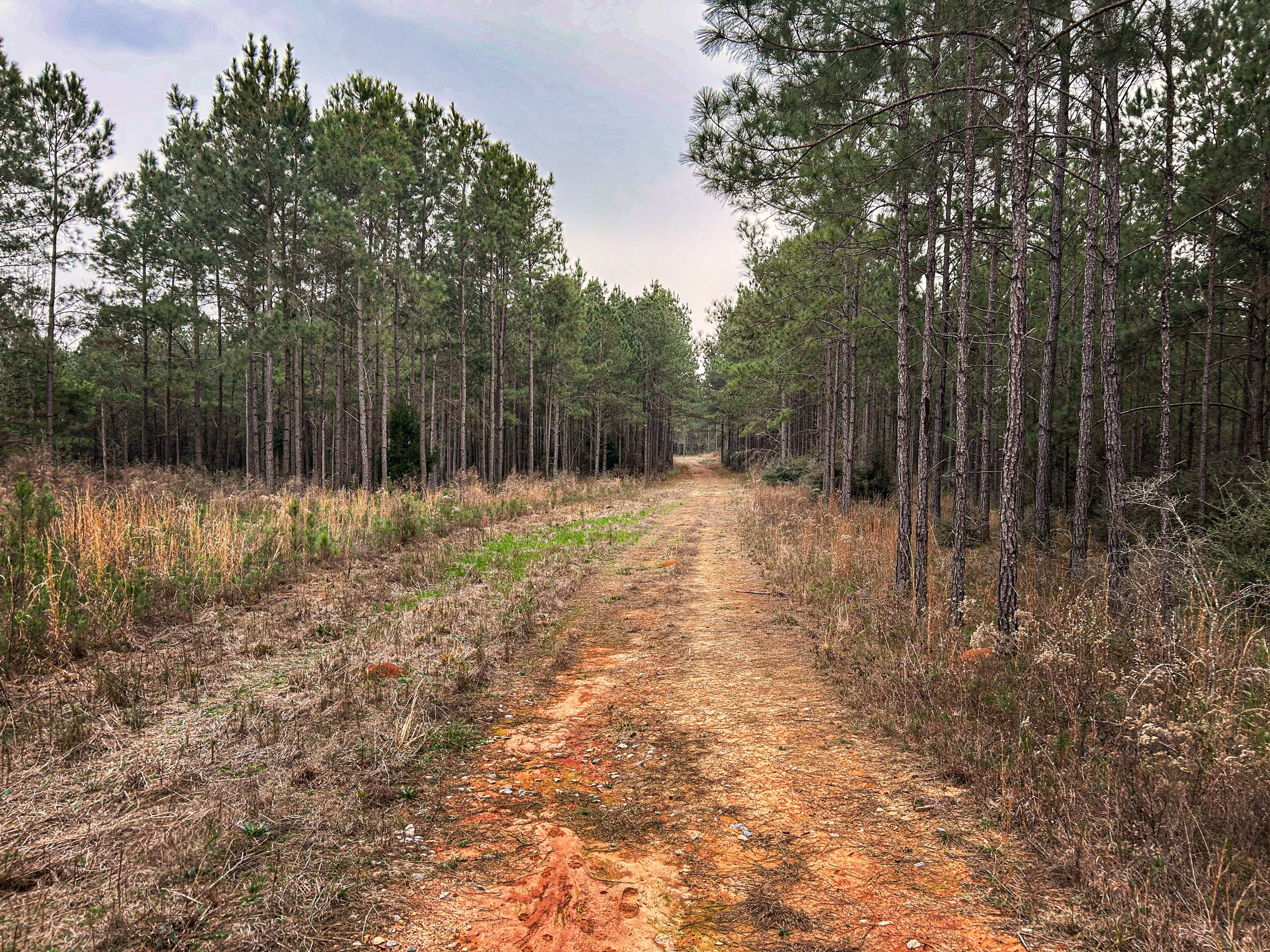 Pine Basin