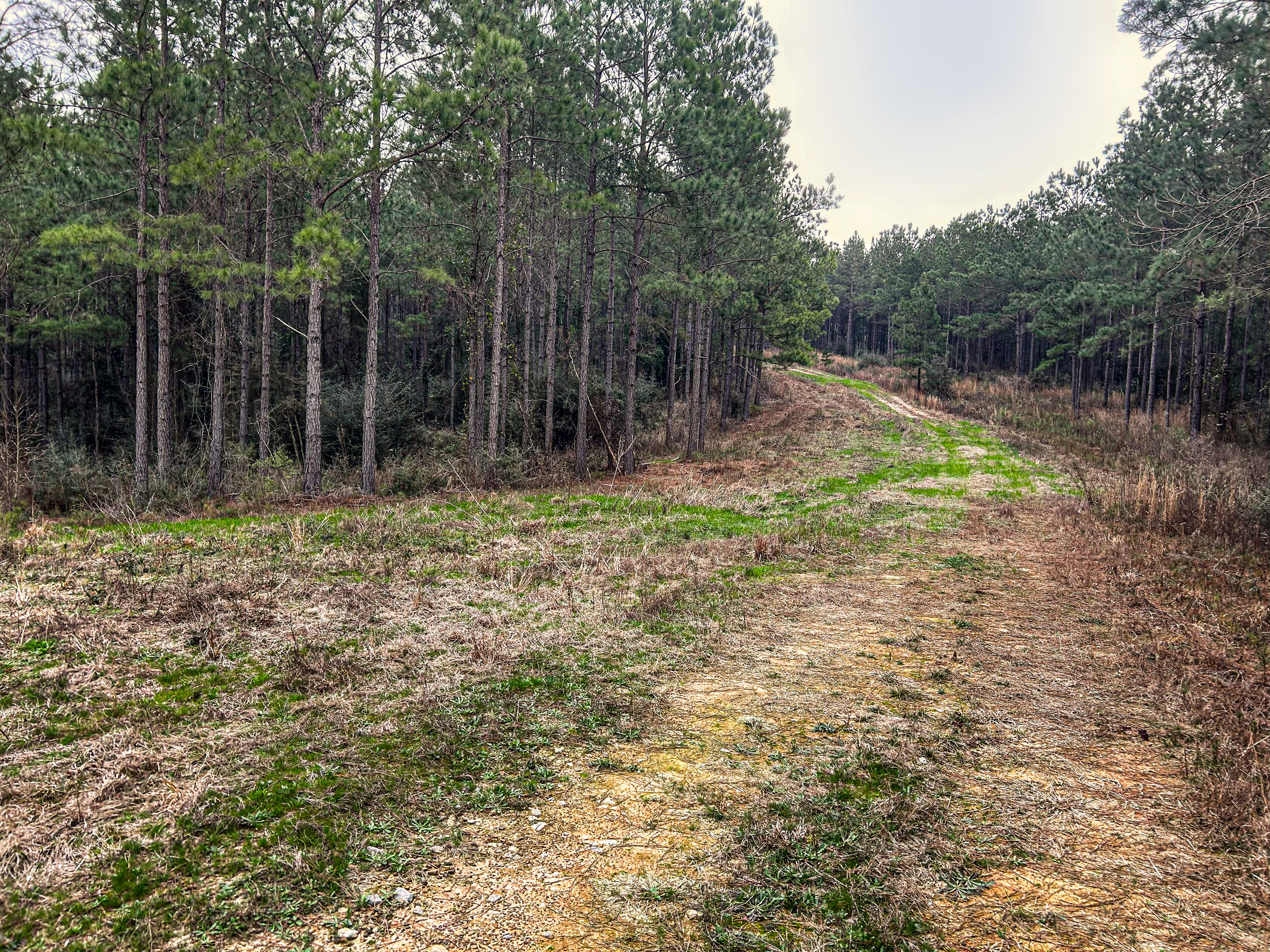 Pine Basin