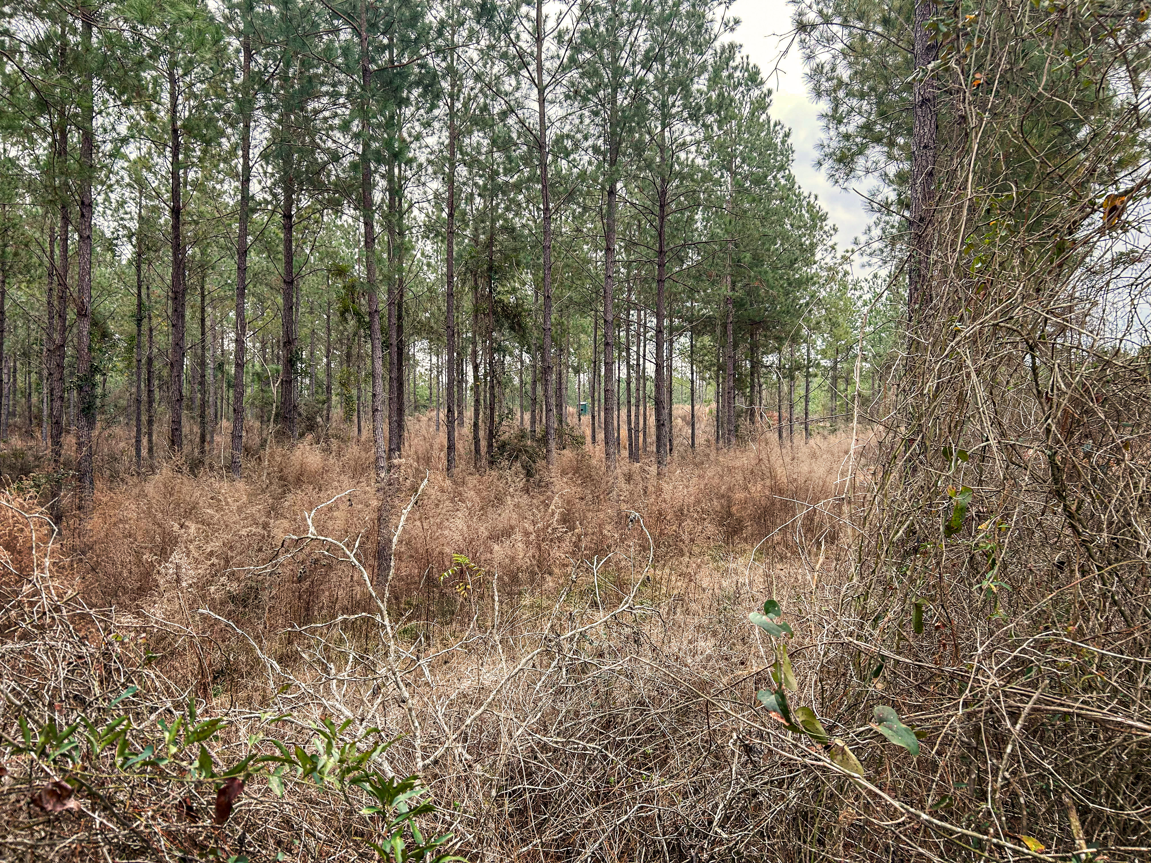 Pine Basin