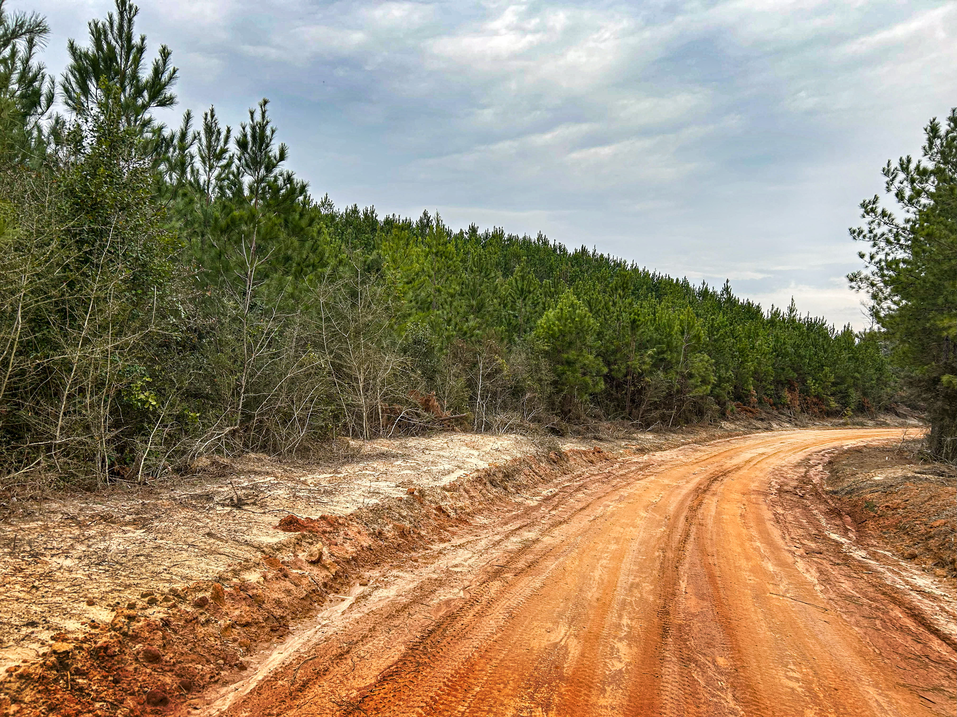 Pine Basin