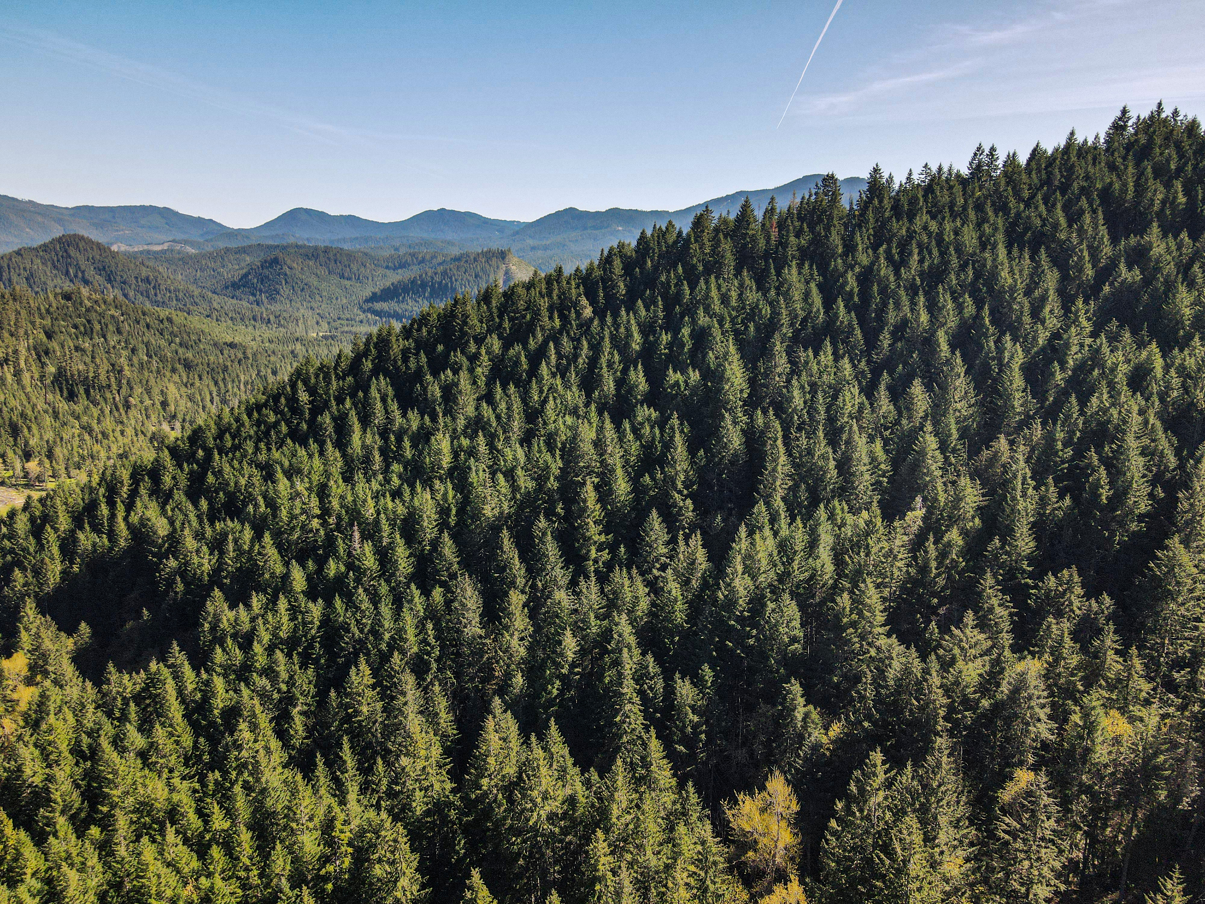 Perpetua Tree Farm