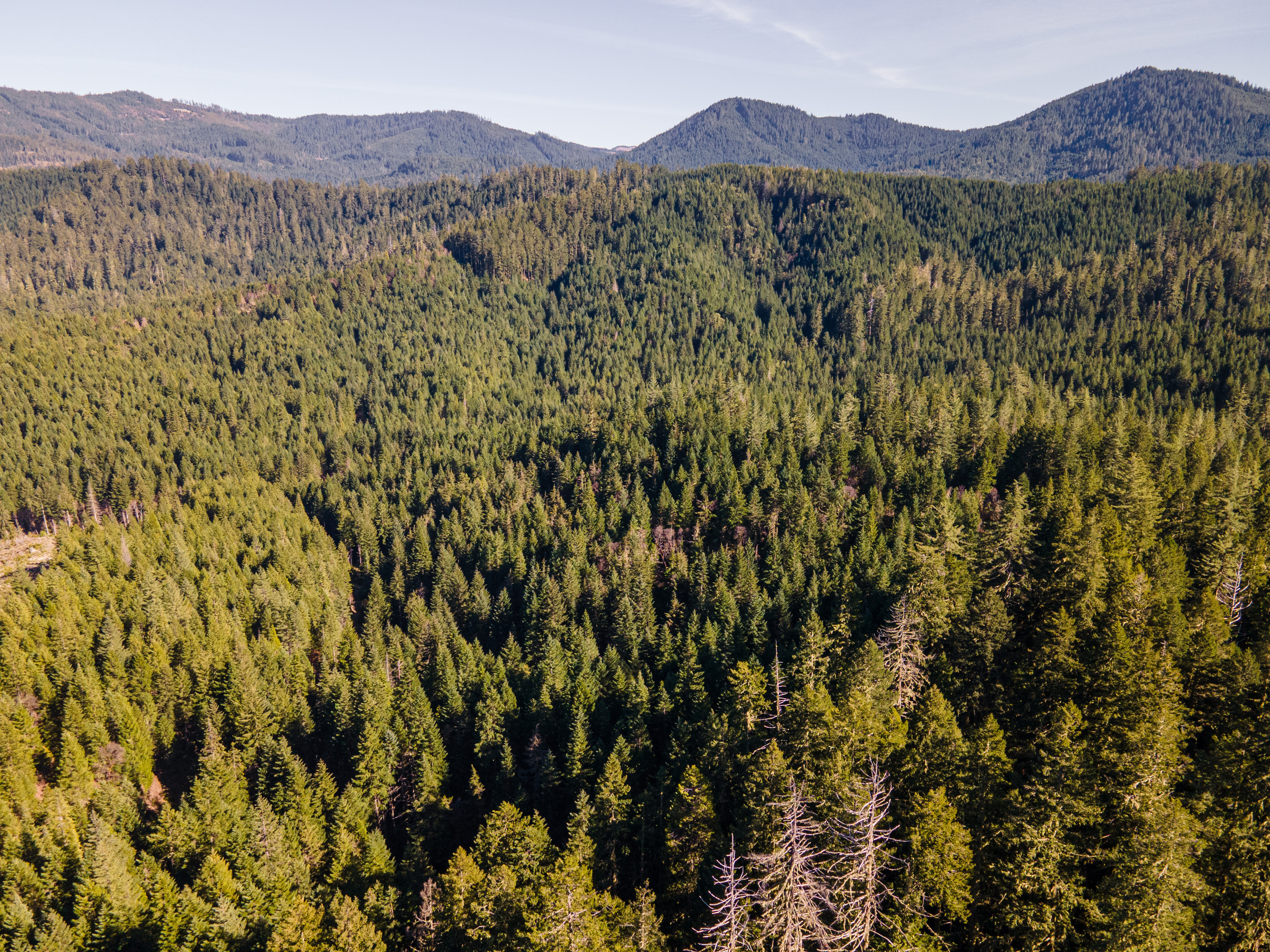 Perpetua Tree Farm