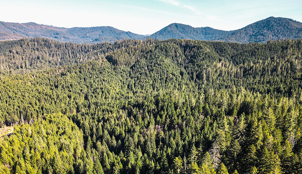 Perpetua Tree Farm