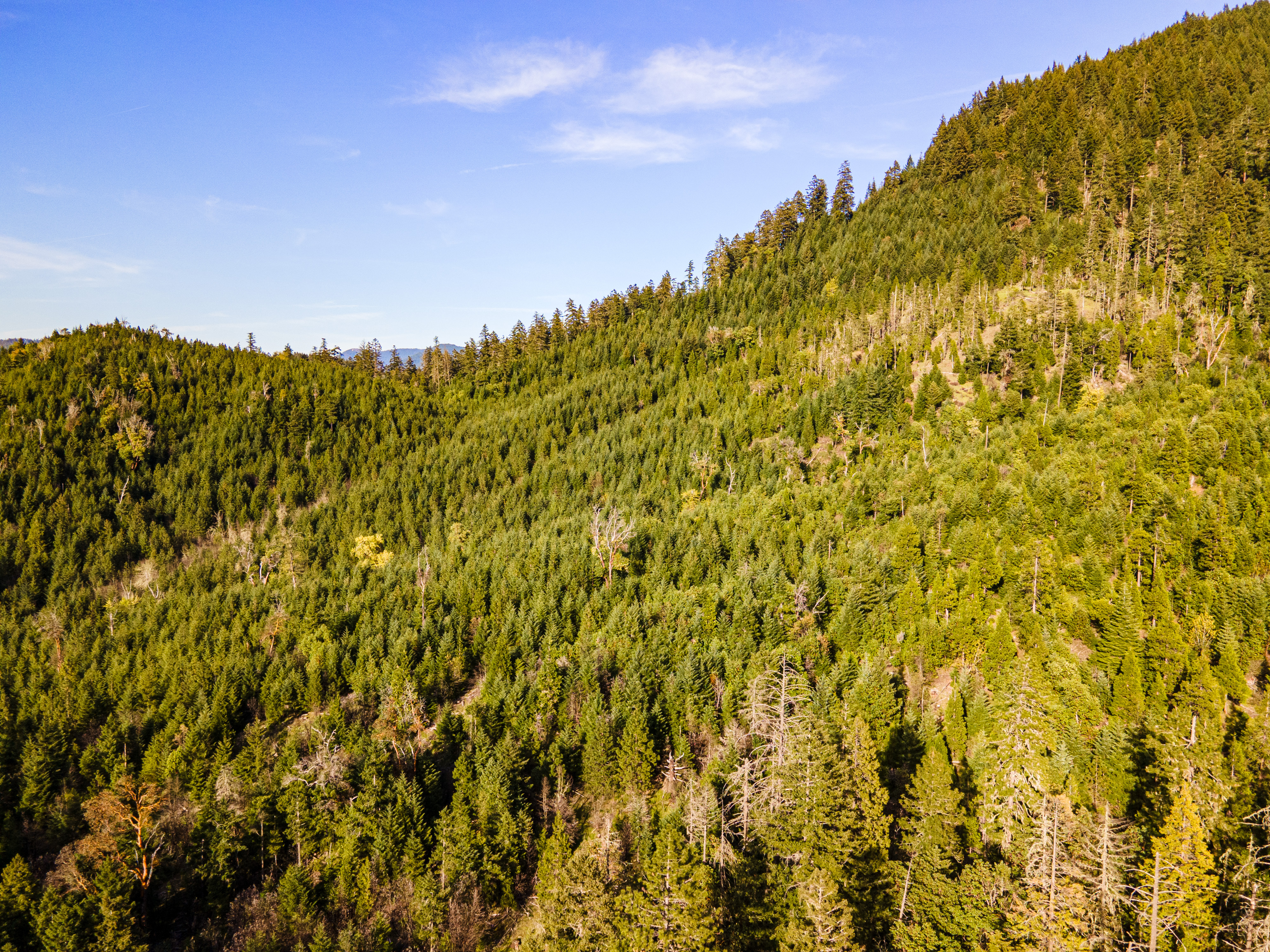 Perpetua Tree Farm
