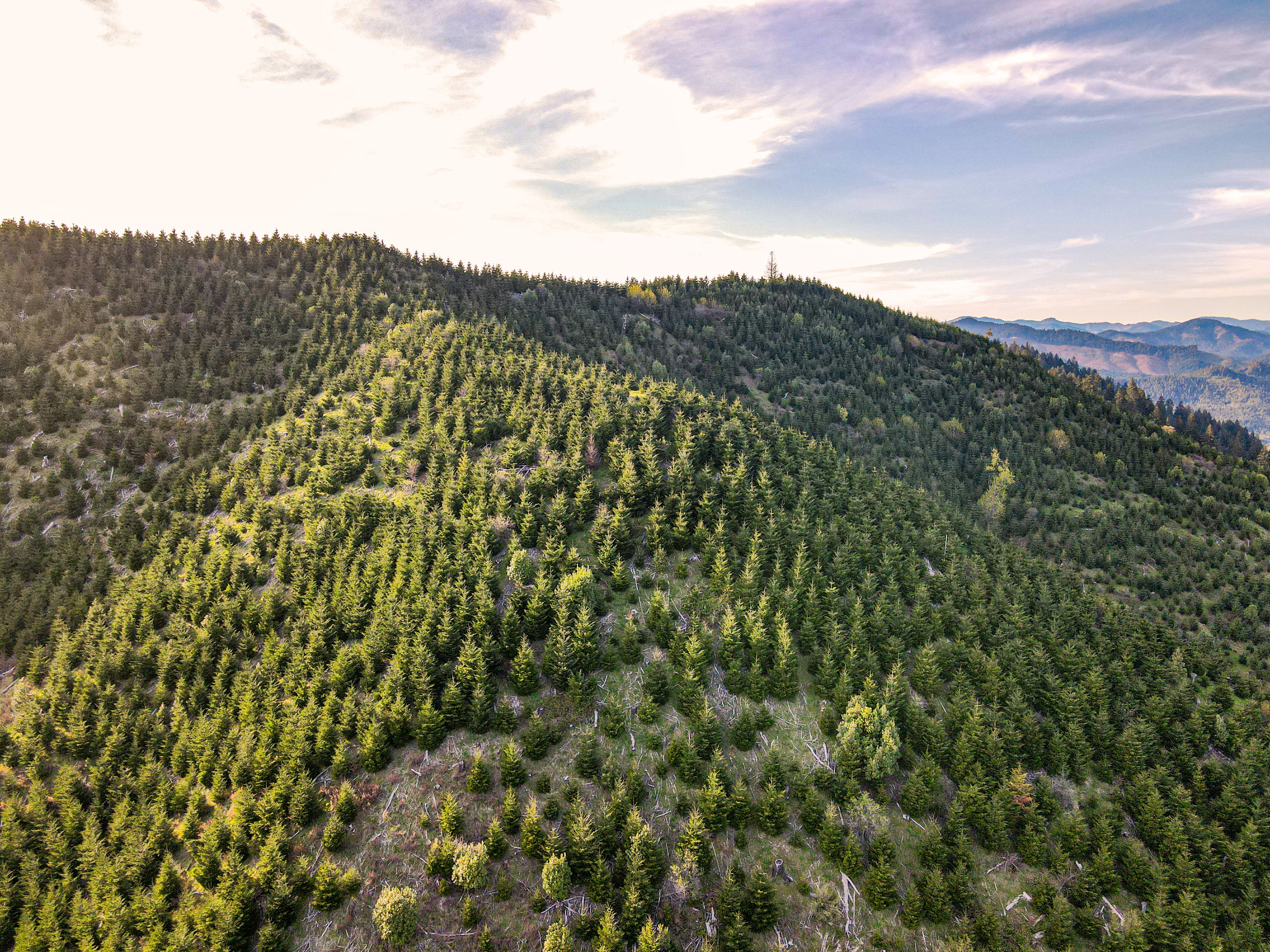 Perpetua Tree Farm