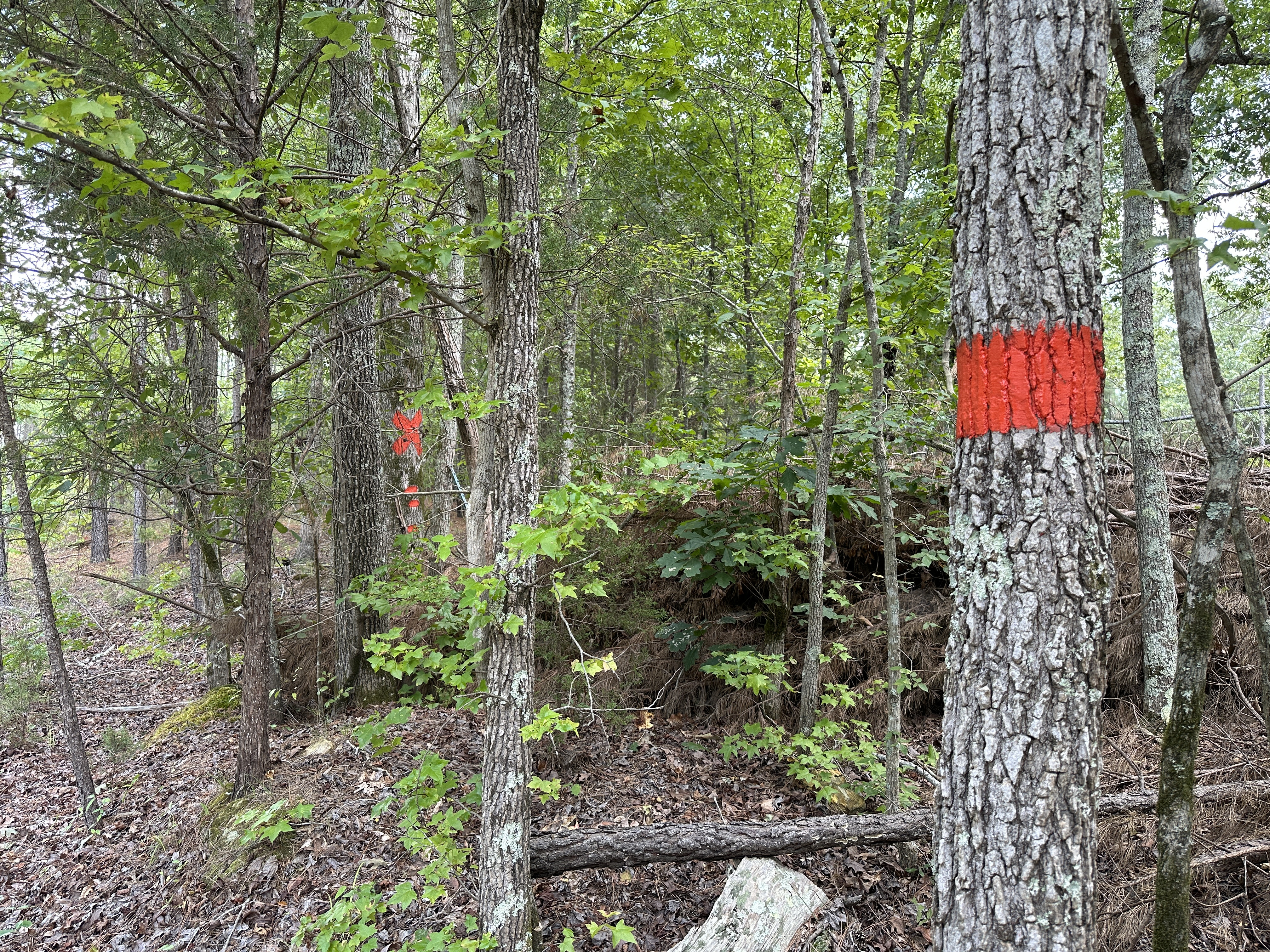 Upstate Timberlands