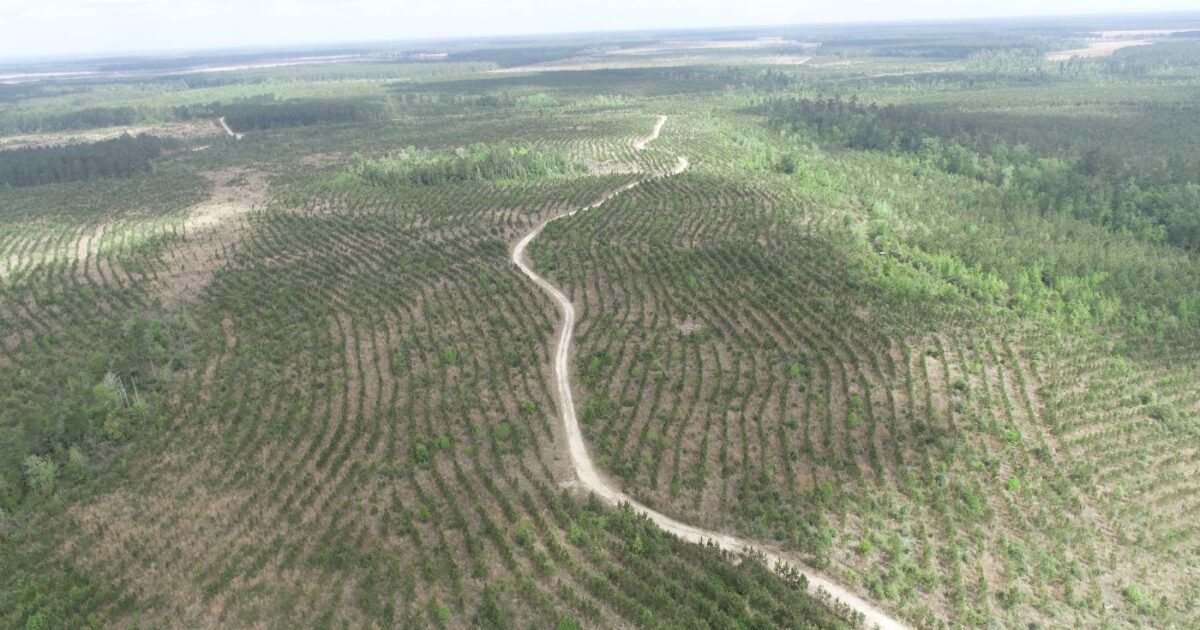Forest Reed Barrow AFM Real Estate | Barrow Forest Tract 8 | AFM Real Estate